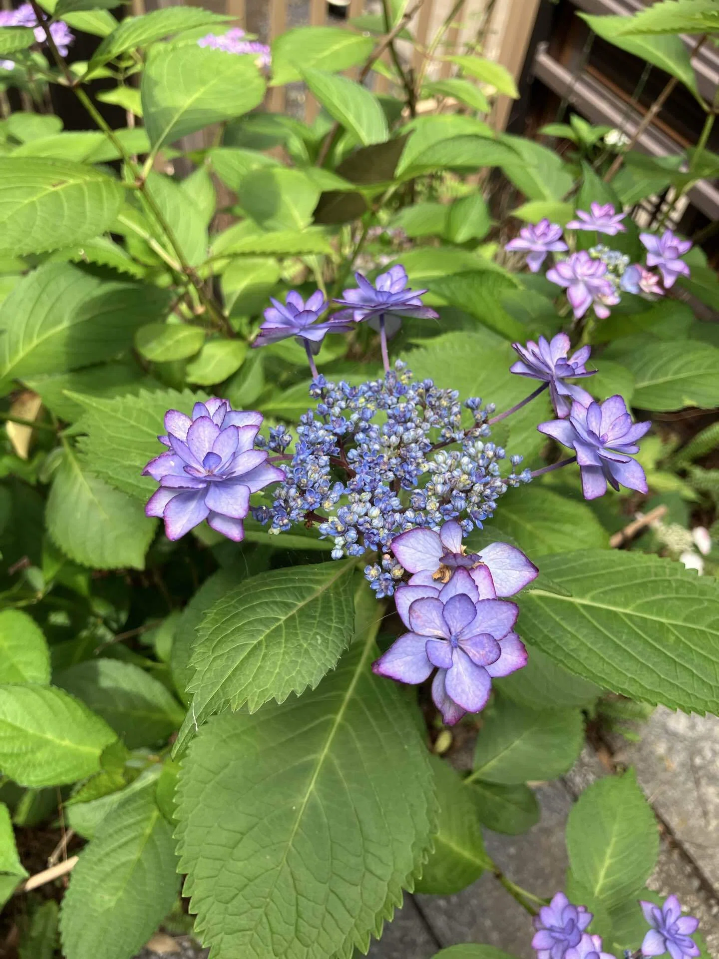 練馬の風景〜長命寺の紫陽花庭① Scenery of Nerima 〜Hydrangea
