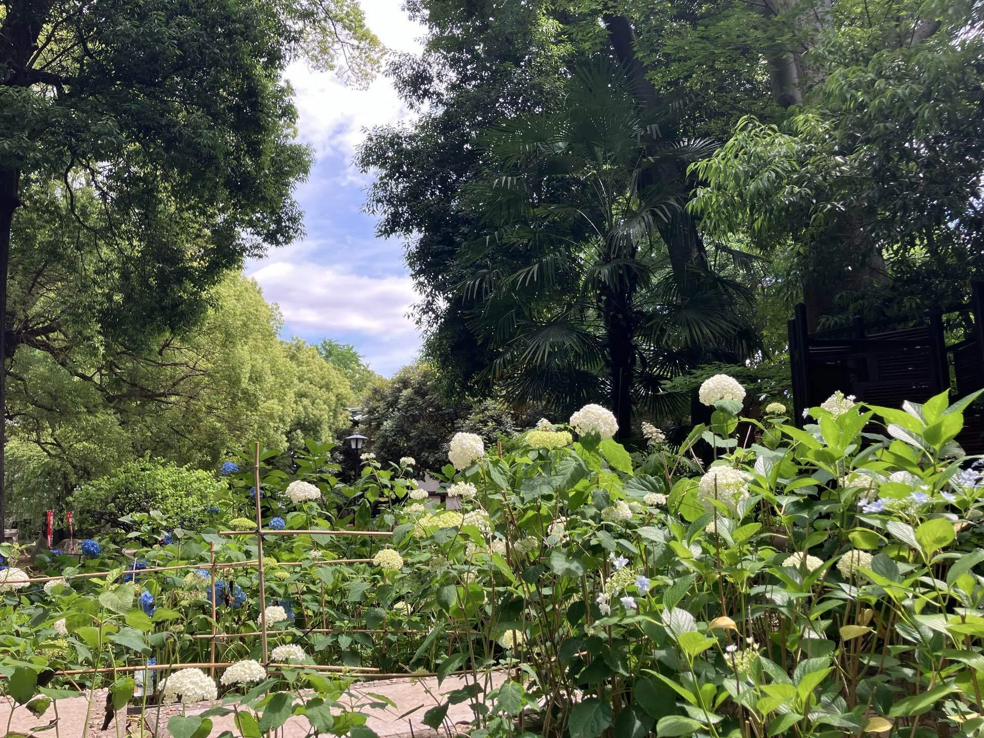 練馬の風景〜長命寺の紫陽花庭② Scenery of Nerima 〜Hydrangea