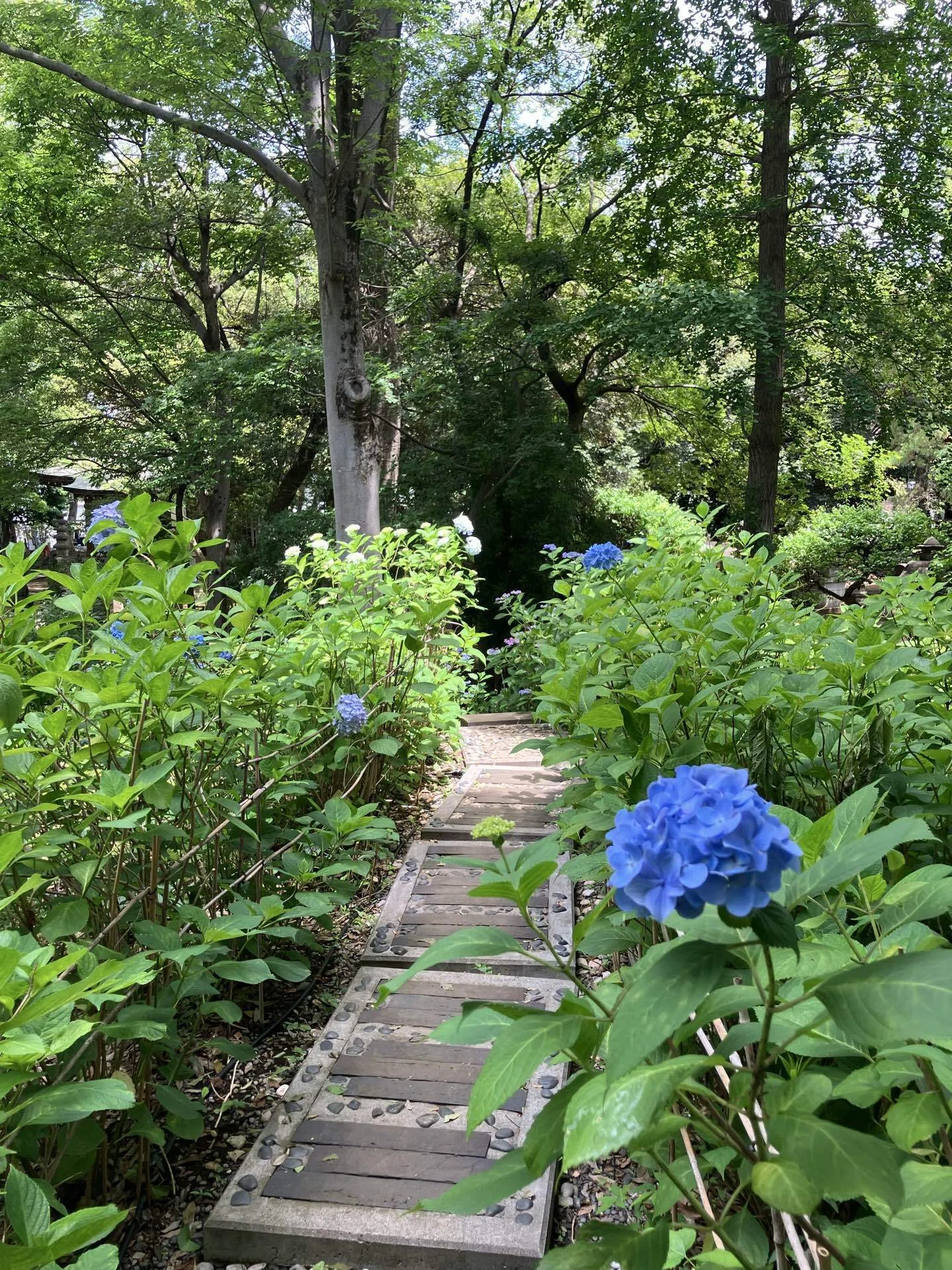 練馬の風景〜長命寺の紫陽花庭② Scenery of Nerima 〜Hydrangea