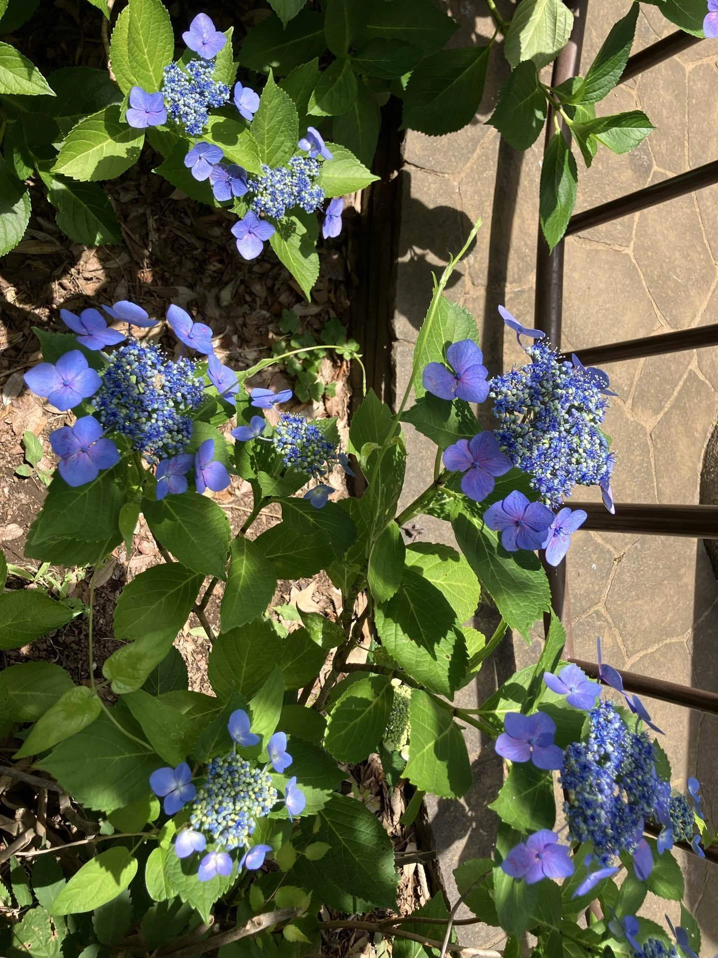 練馬の風景〜向三谷公園の紫陽花 Scenery of Nerima 〜Hydrangea