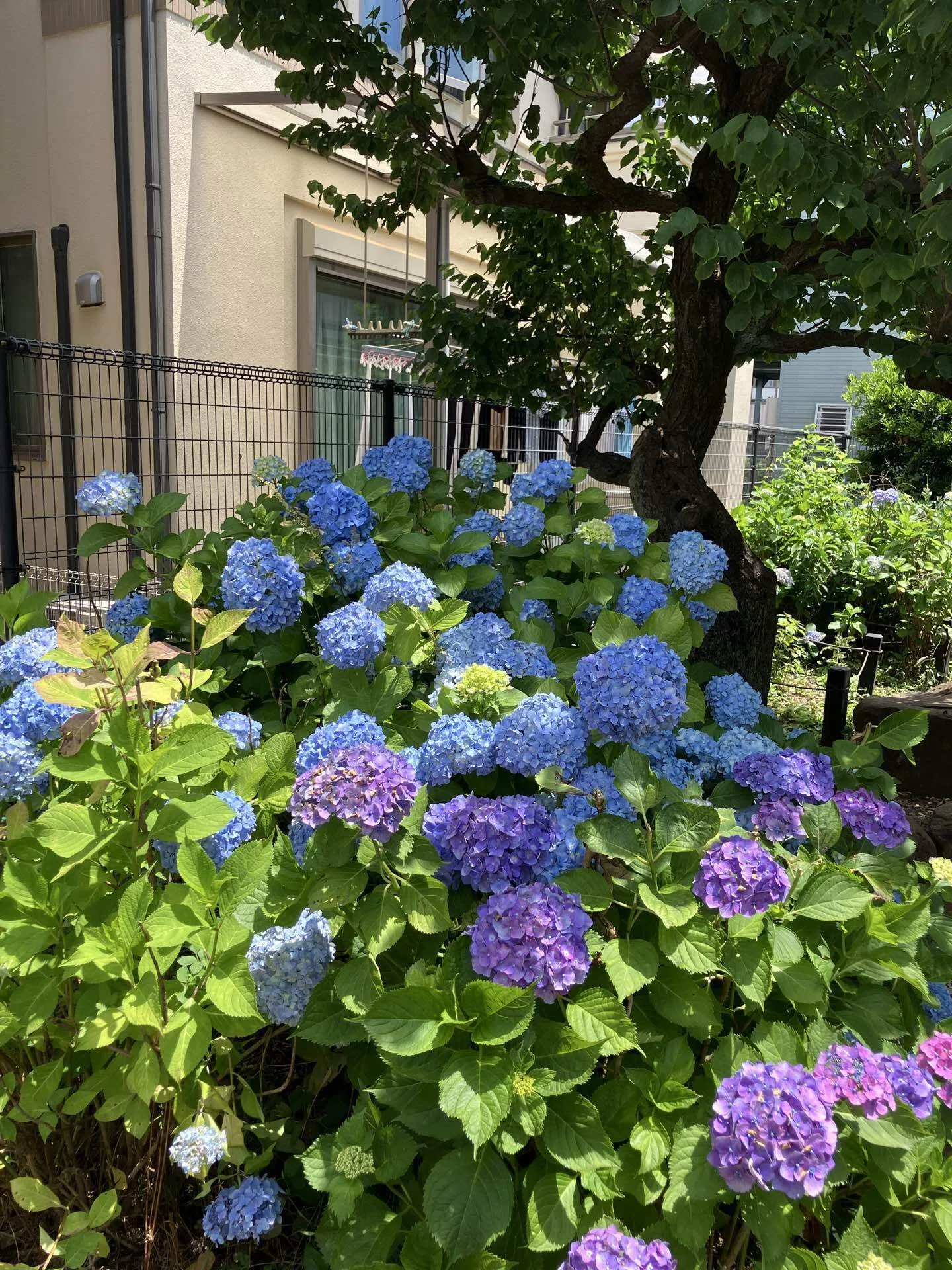 練馬の風景〜向三谷公園の紫陽花 Scenery of Nerima 〜Hydrangea