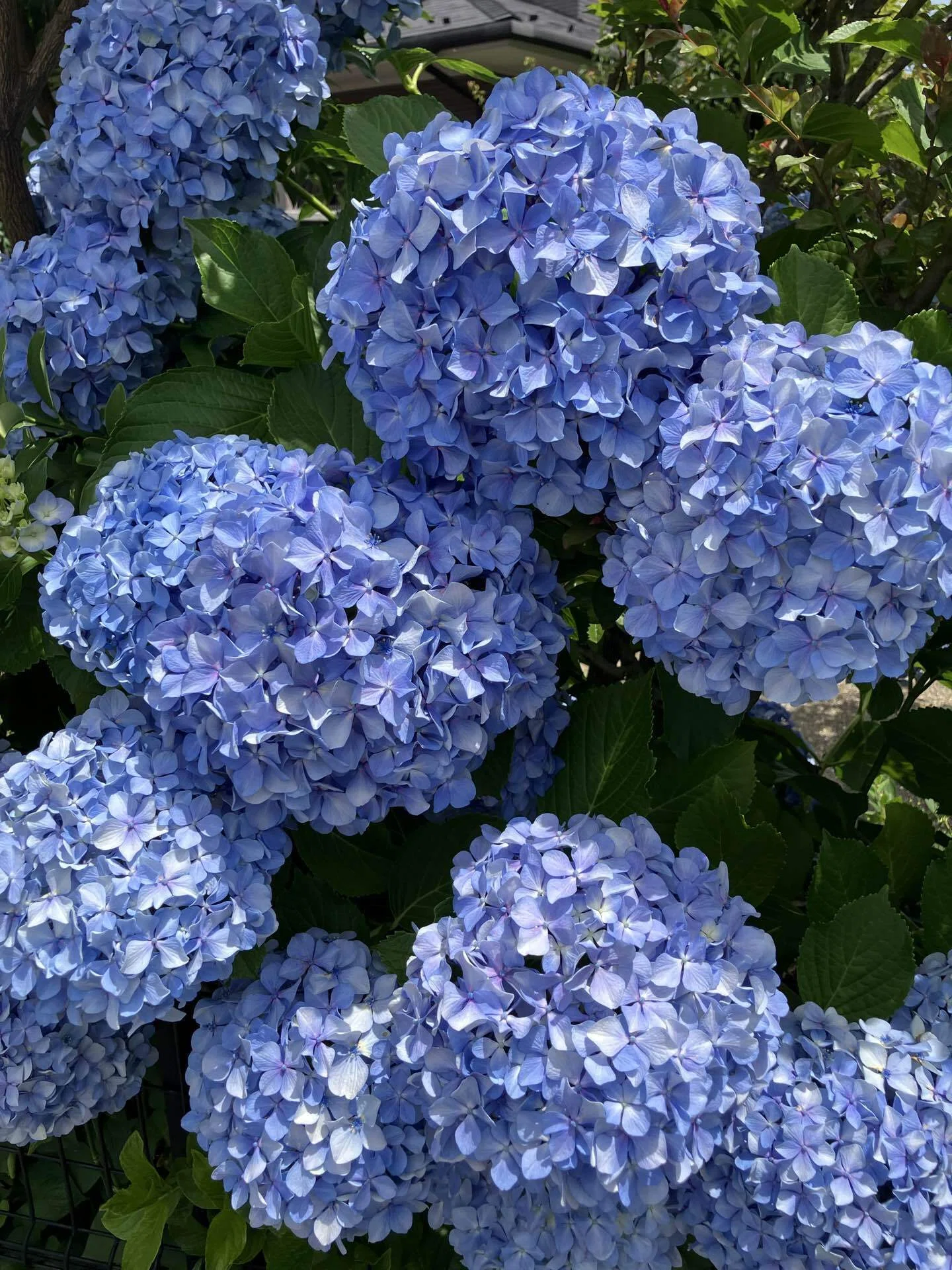南田中の紫陽花 Hydrangeas in Minami-Tanaka ｜Chubby from Nerima