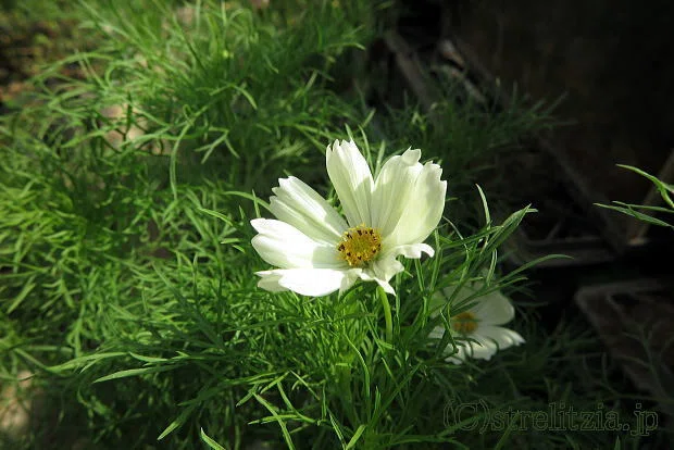コスモス咲く｜極楽鳥花植物園
