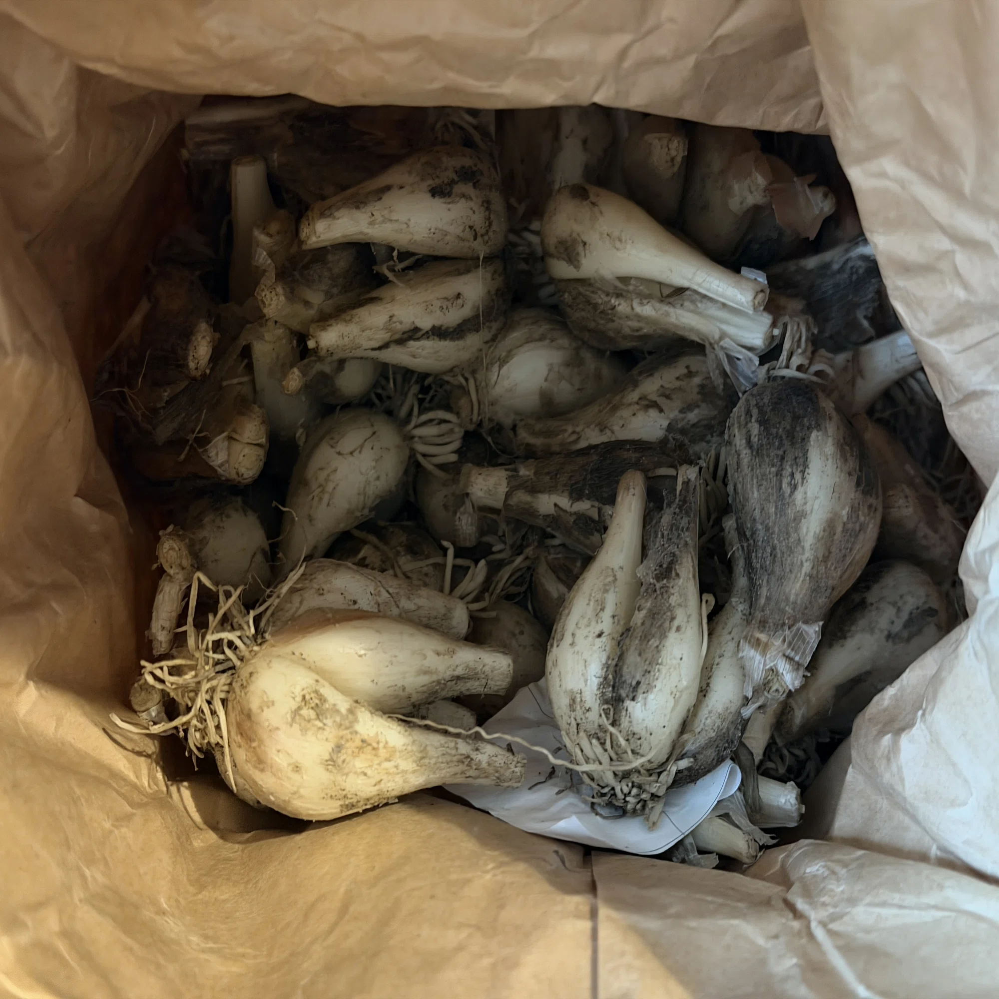 お取り寄せ】鳥取から届いた砂つきらっきょう。3kgを6時間かけて、今年 