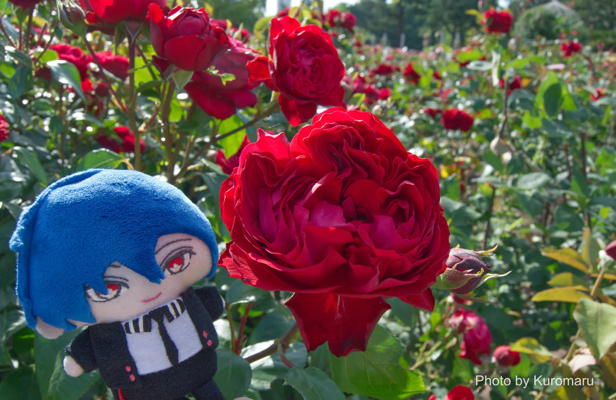 ローズタウンを探す旅 #2 名古屋編 【ぬい撮り】｜くろまる｜ぬい活と裁縫