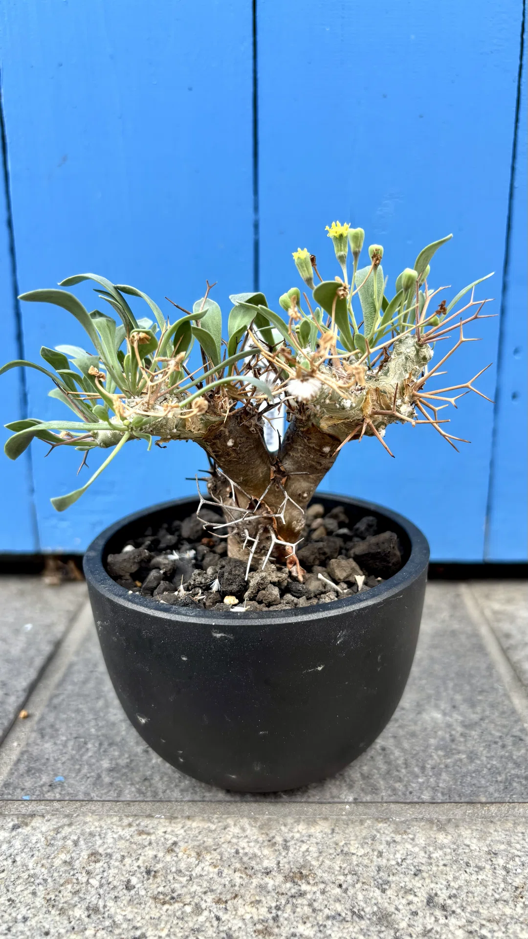オトンナ|ユーフォルビオイデス|また、鬼👹｜cova 塊根植物に沼った
