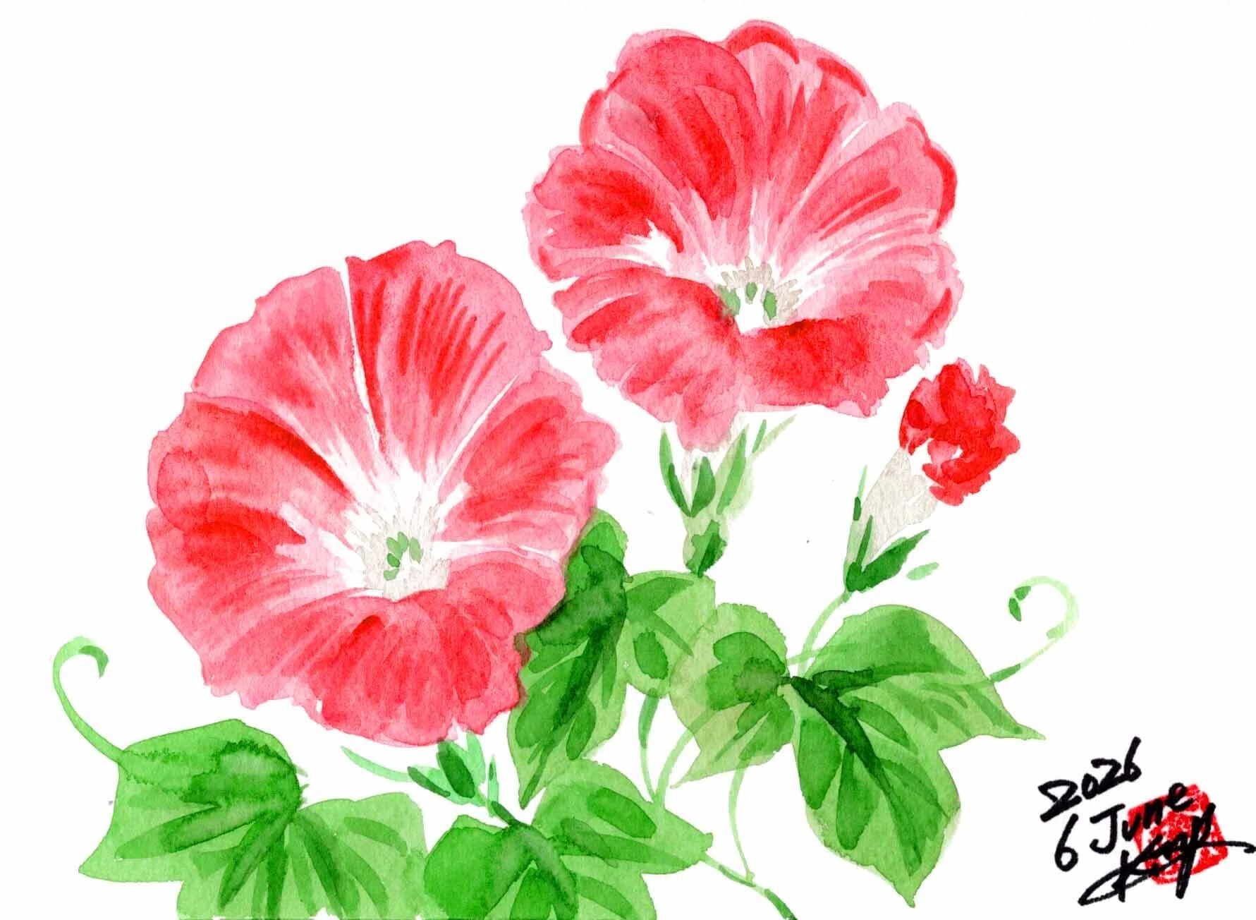 今夜も夏のお花、朝顔でございます。｜kinta65
