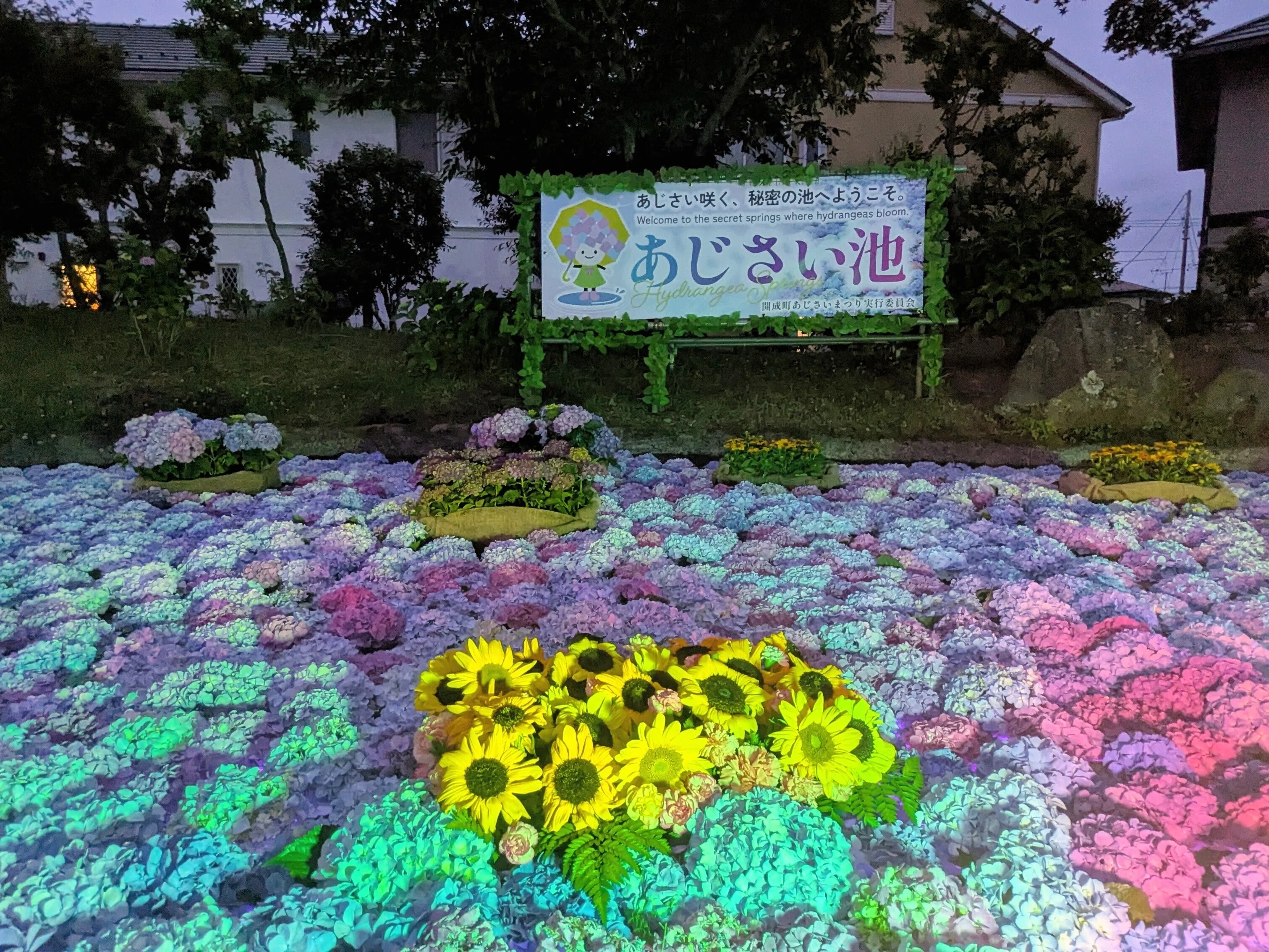 ガイド】開成町あじさいまつり2026｜開成町公式note｜神奈川