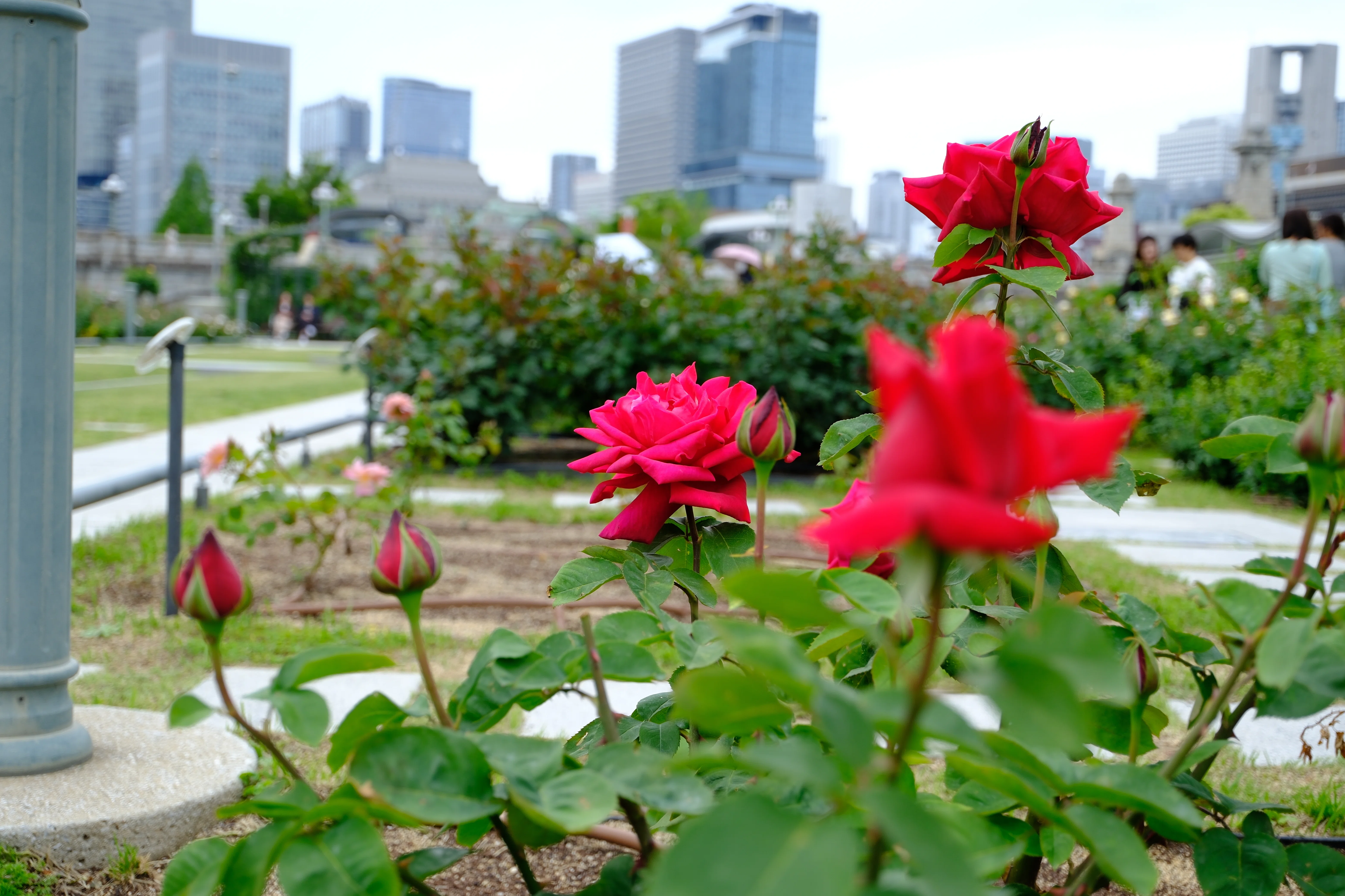 📷X-T30III × 🌹中之島バラ園 ｜ 🇺🇸クライスラー・インスペリアル