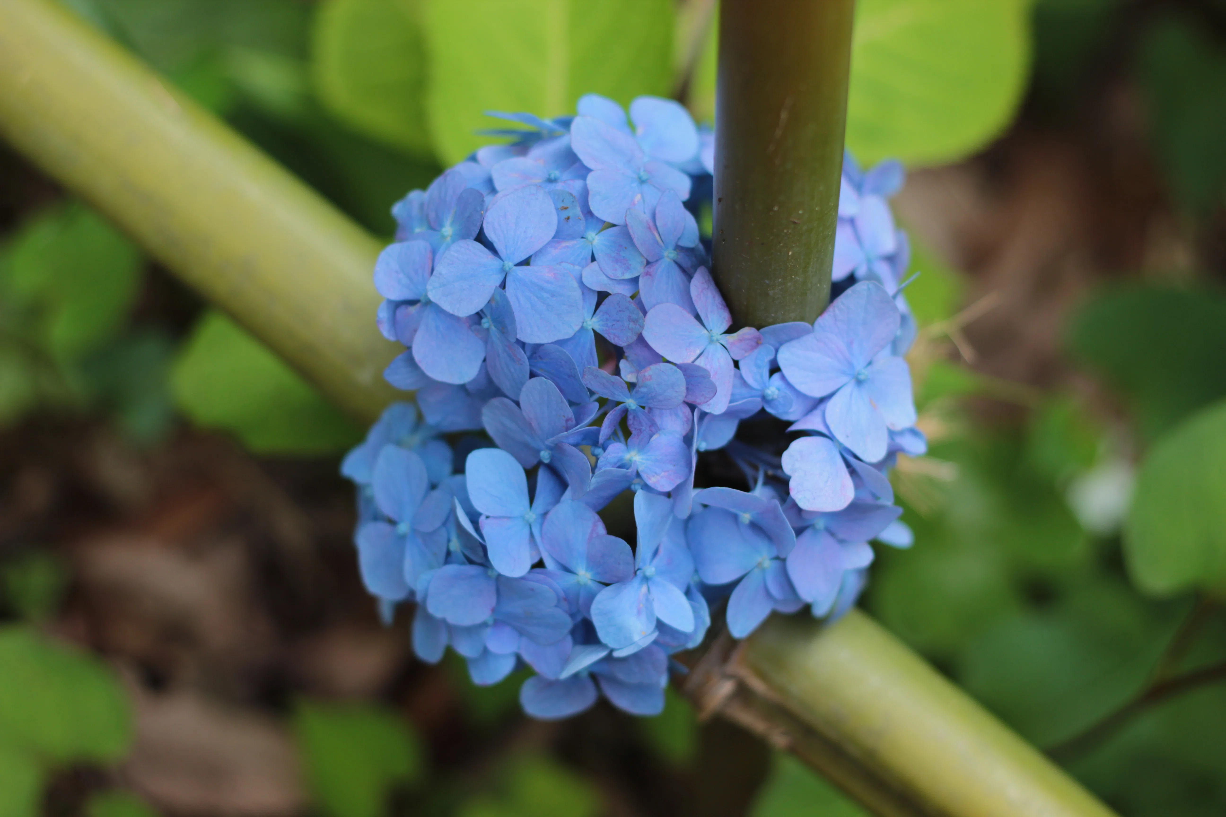 20260606 6月はCanon EOS Kiss X5月間に｜Ryuma