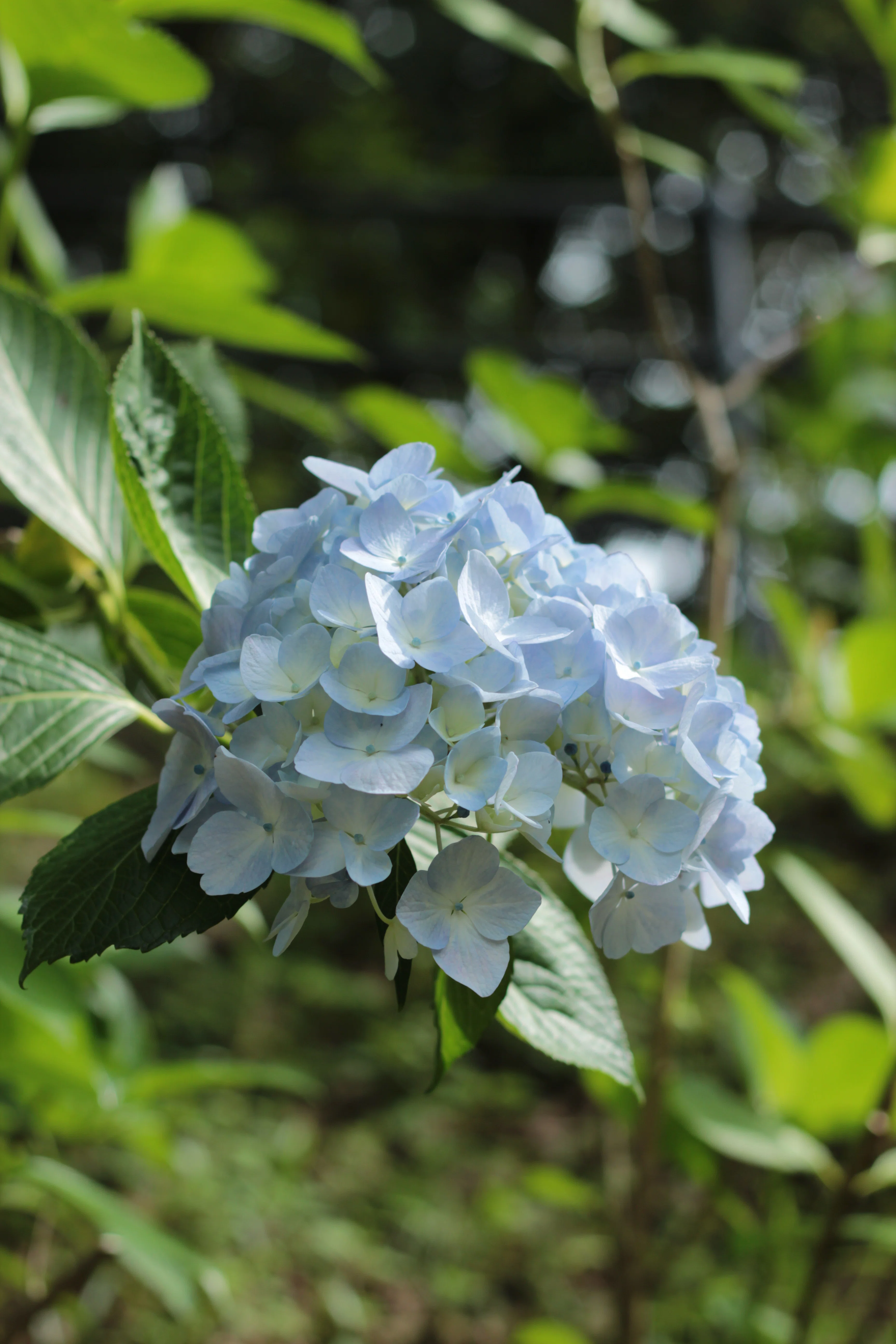 20260606 6月はCanon EOS Kiss X5月間に｜Ryuma