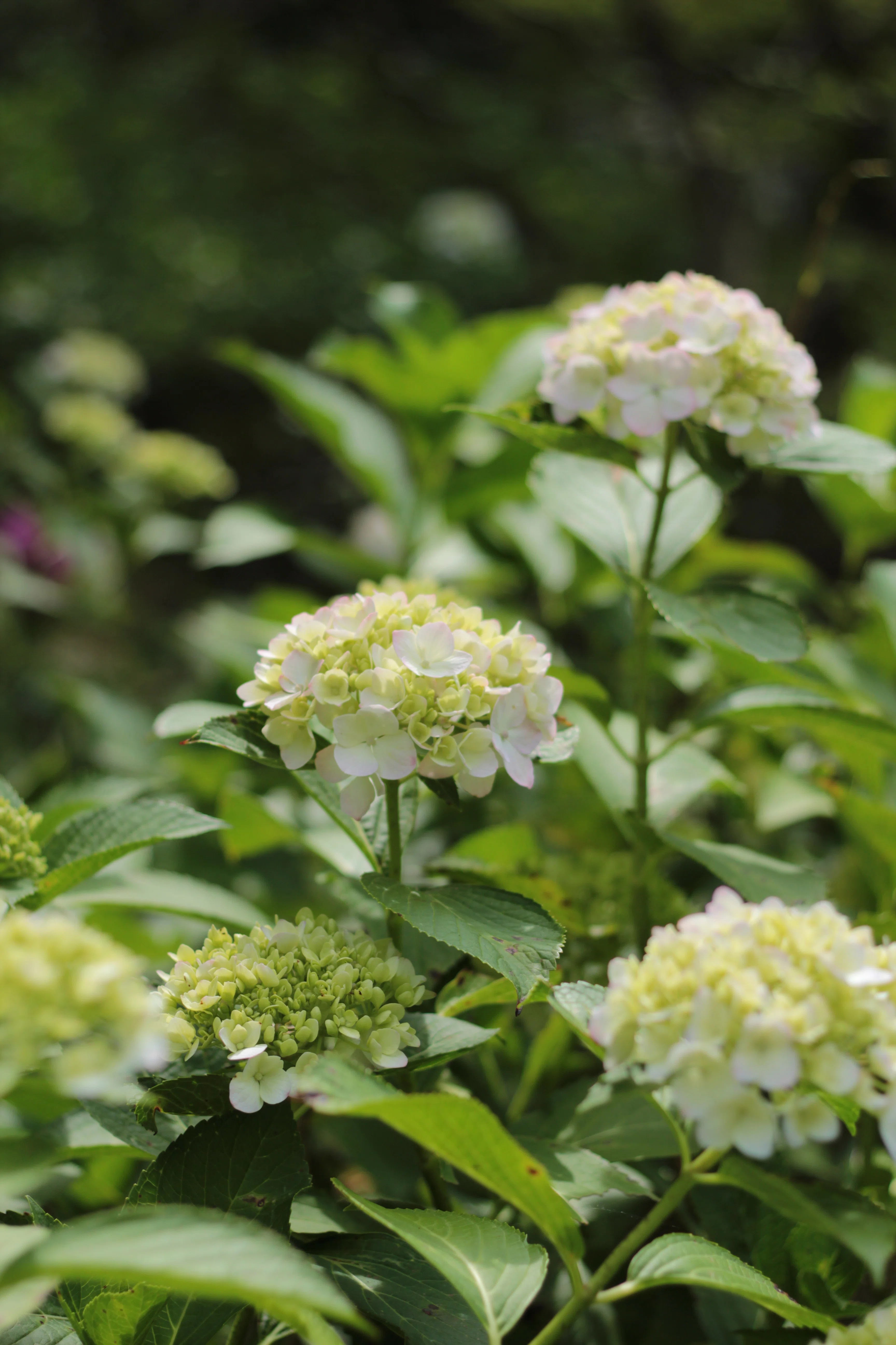 20260606 6月はCanon EOS Kiss X5月間に｜Ryuma