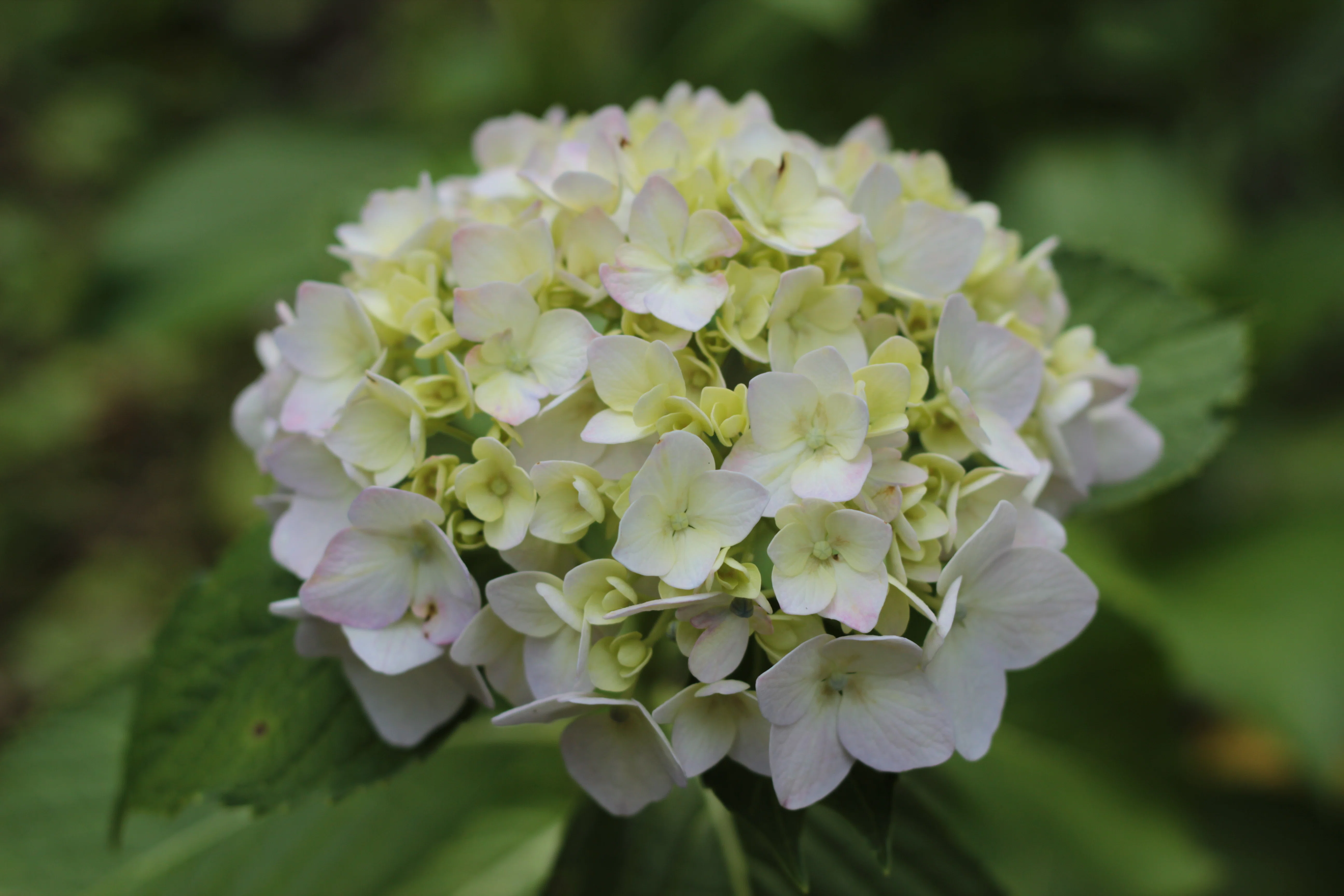 20260606 6月はCanon EOS Kiss X5月間に｜Ryuma