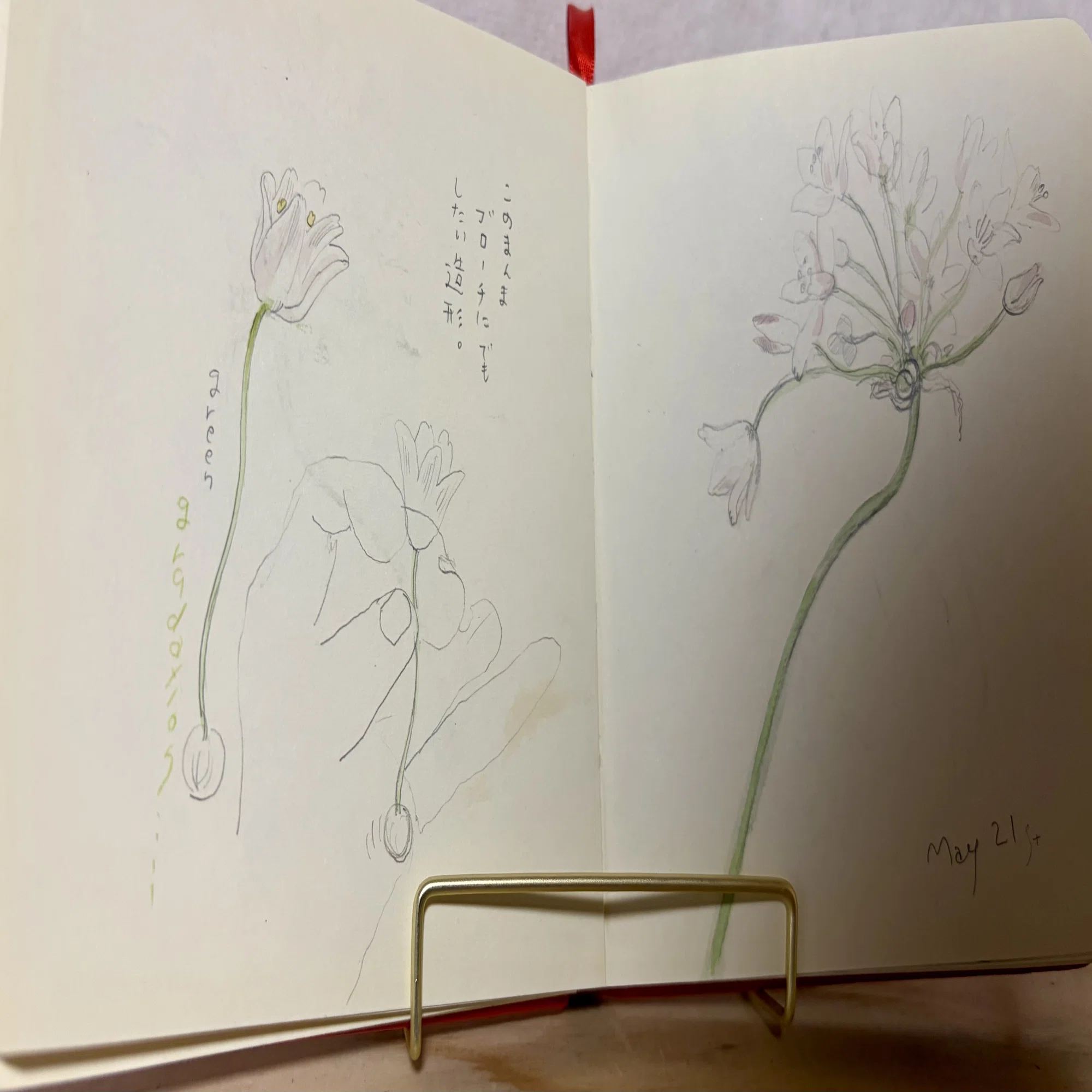 葱坊主の仲間たち｜おさのなおこ - 覚書スケッチ