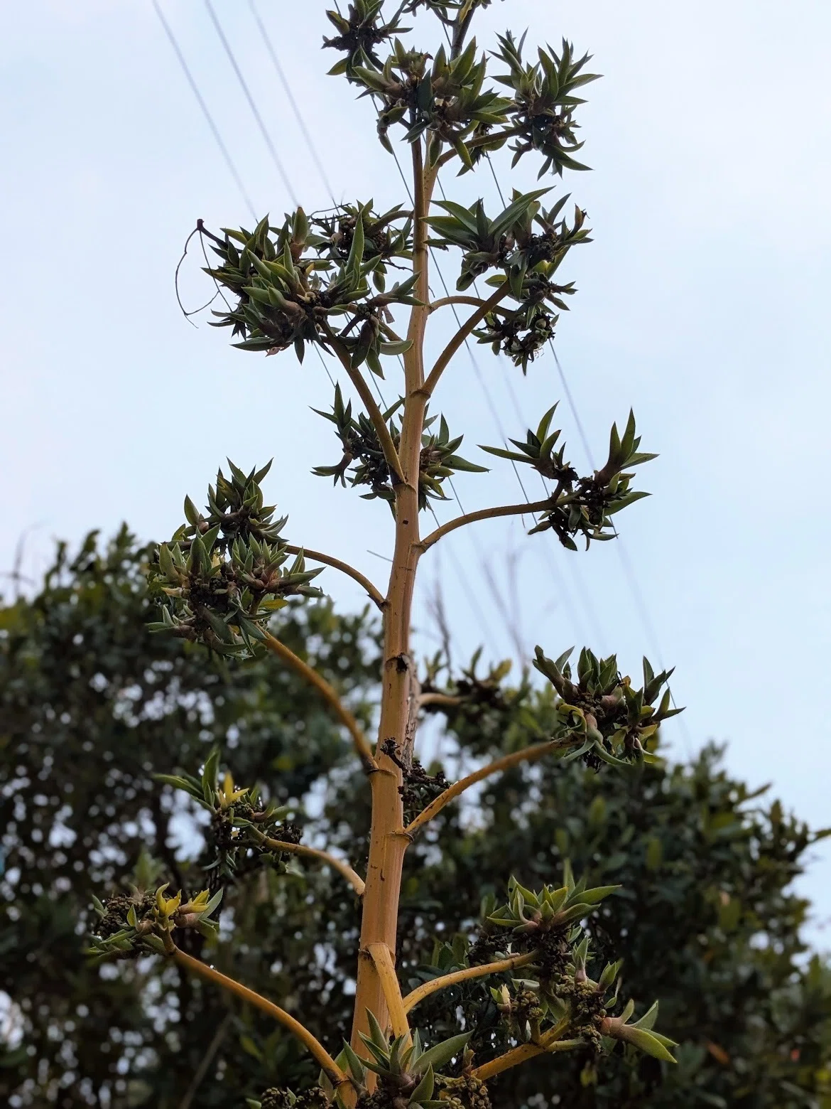 アガベ育苗】花茎から生まれた新しい命。高苗の挿し芽と、我が家の育苗