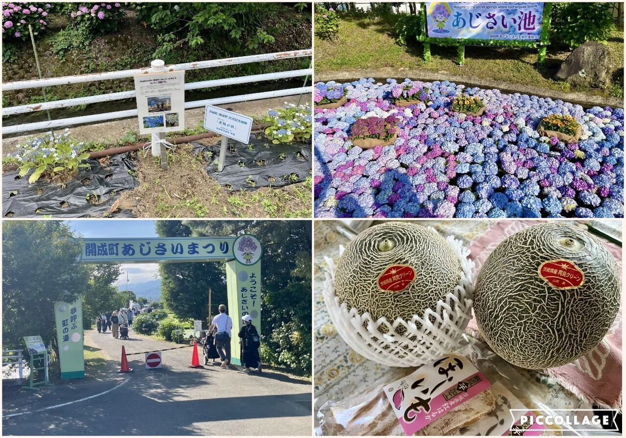 2026/6/7「第39回開成町あじさいまつり」開幕しました!!!｜開成町公式