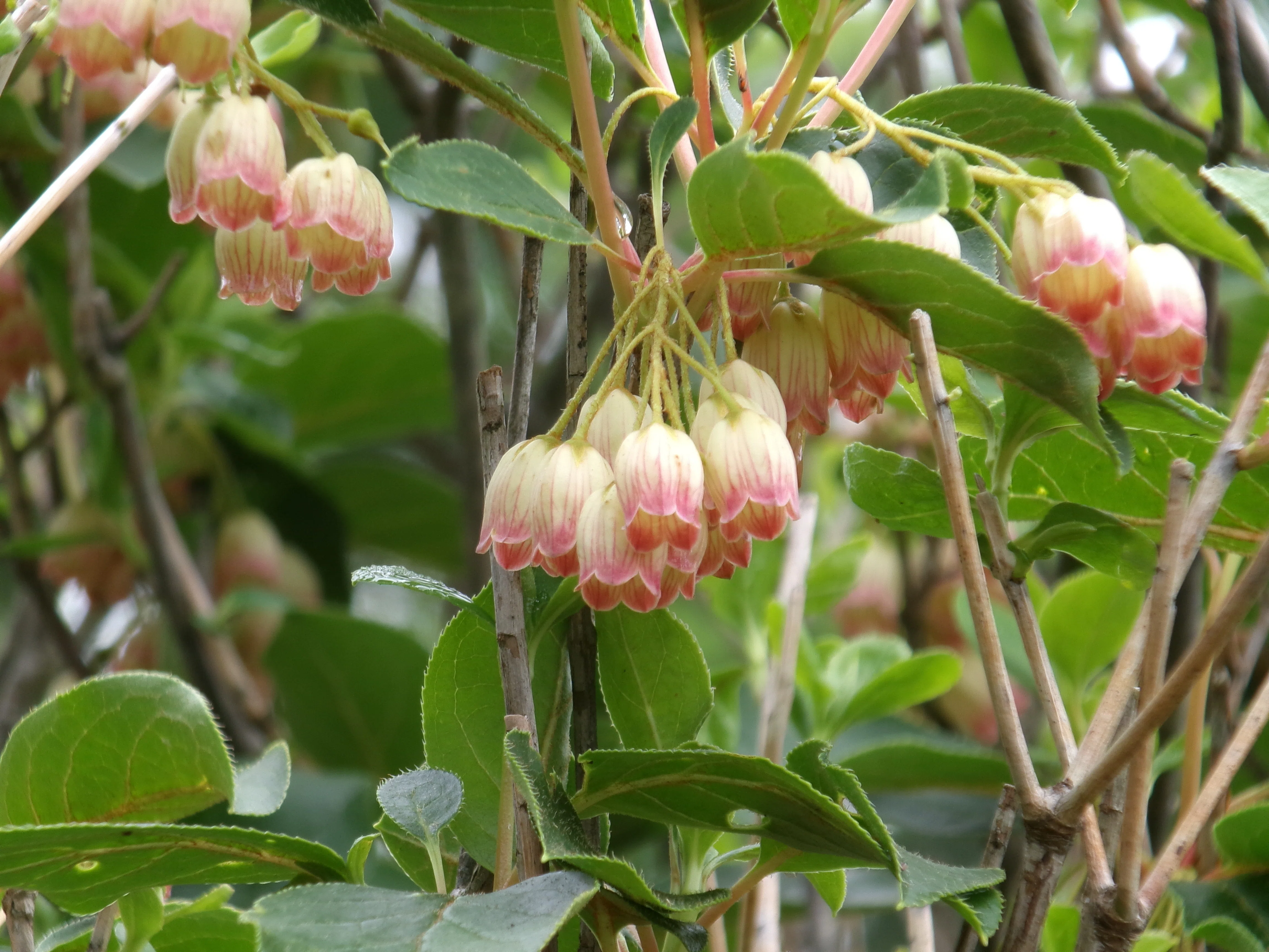 霧いっぱいの貝月山 サラサドウダンを見に来て、ステキな花に満足 時折