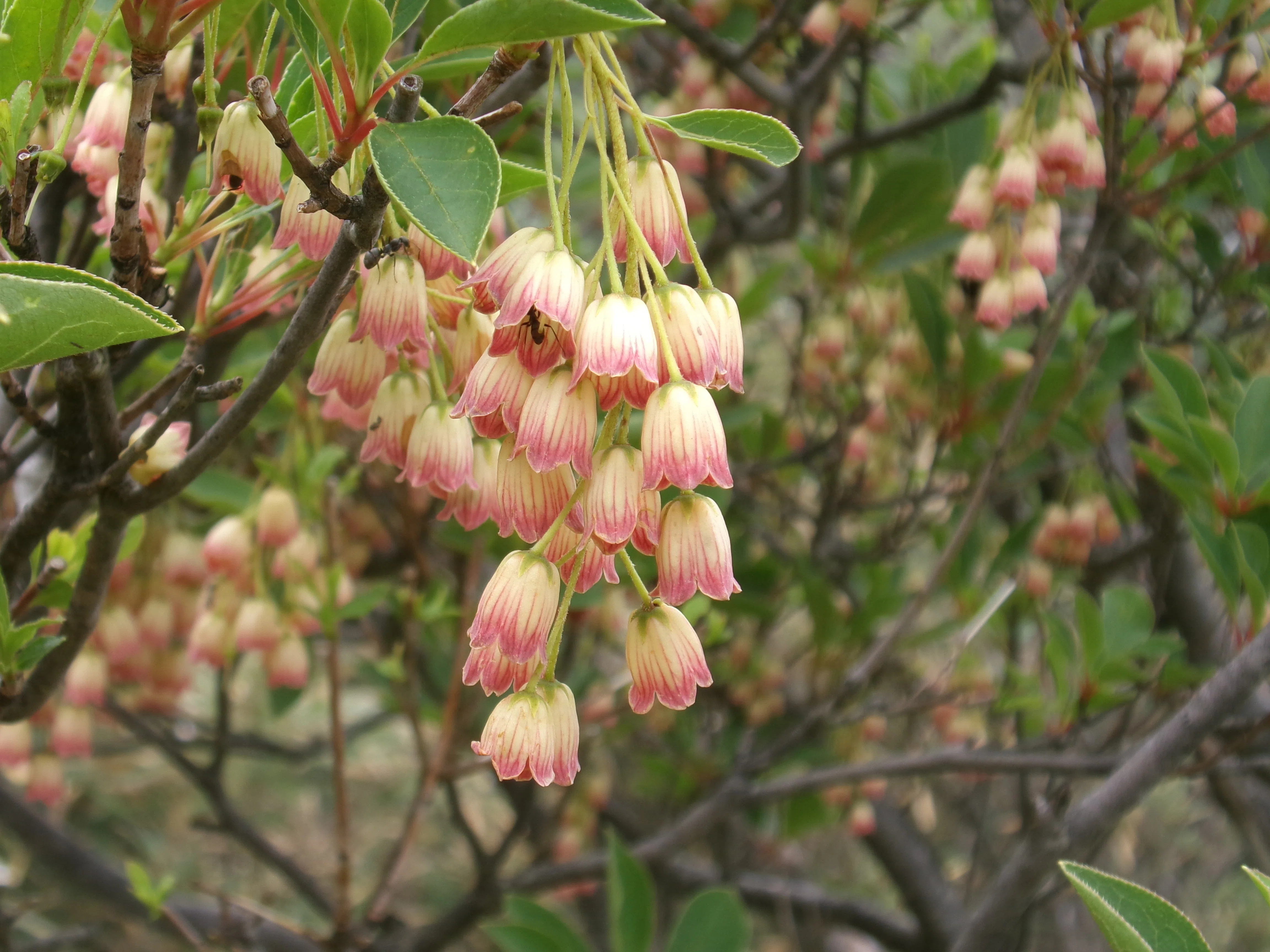 霧いっぱいの貝月山 サラサドウダンを見に来て、ステキな花に満足 時折