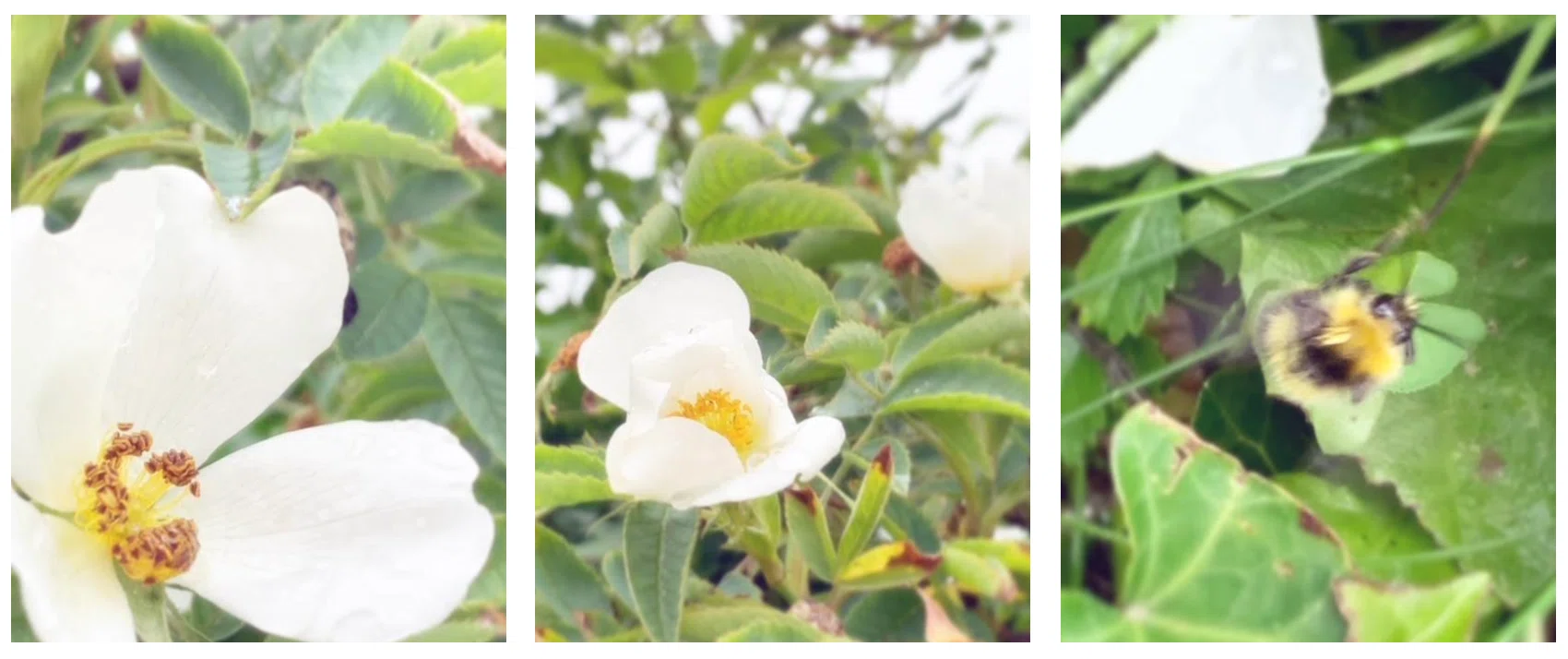 薔薇の花びらたち。 ｜ ナチュラルうさぎの癒しの時間。｜hanabana*