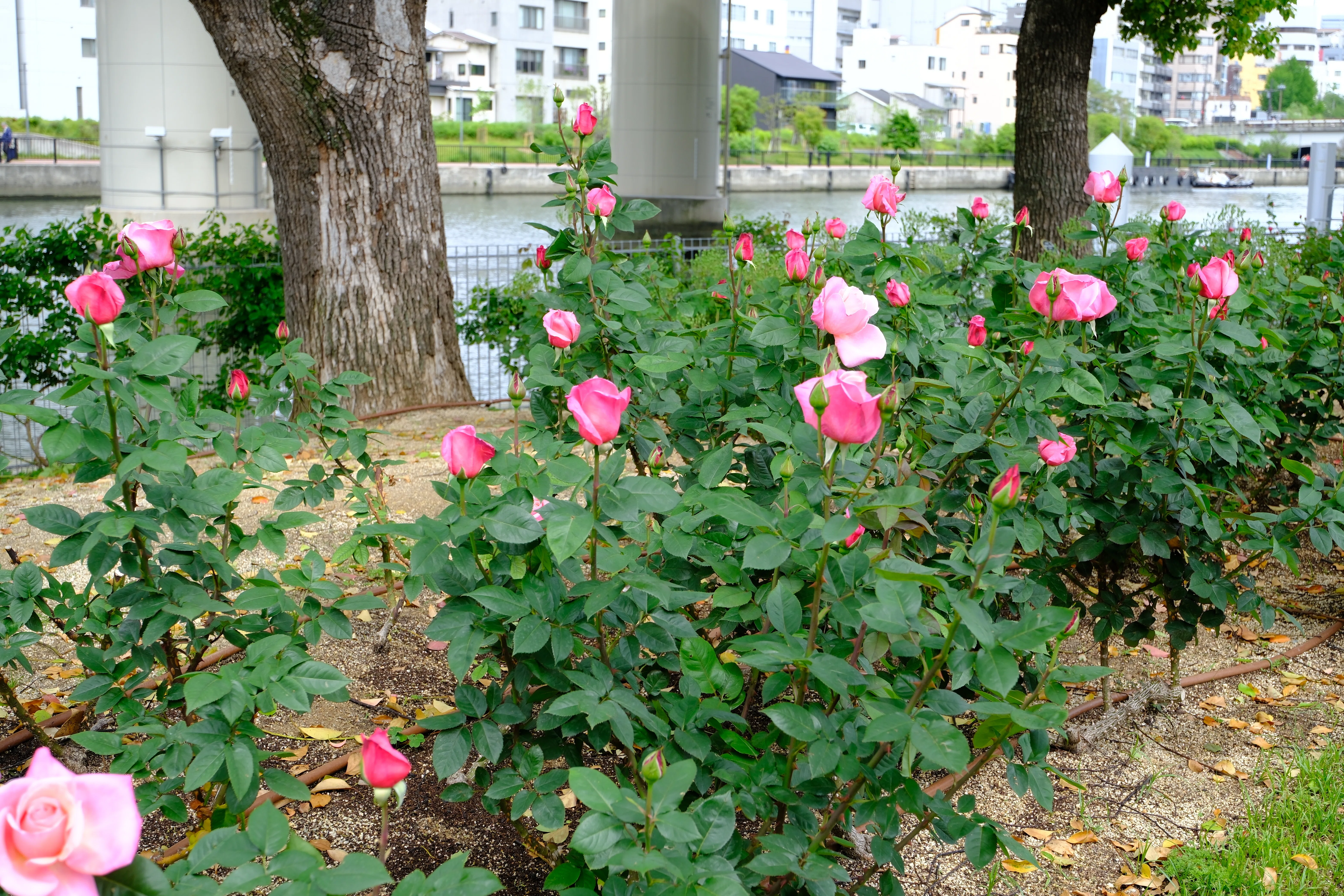 📷X-T30III × 🌹中之島バラ園 ｜ 🇺🇸ファースト・プライズ｜ぱぽ