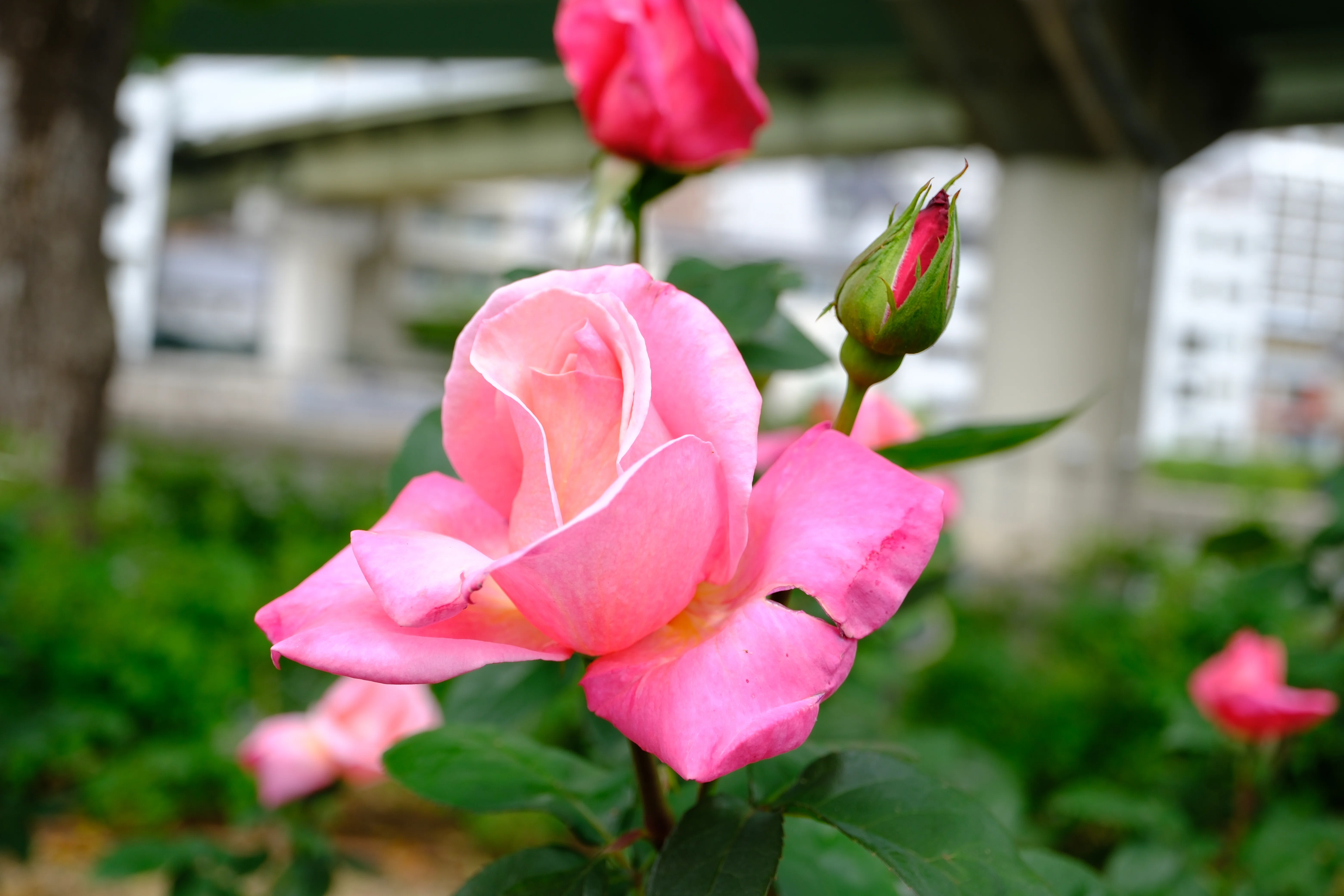 鉄緑会 高一数3 1式(バラ売り可) 📷X-T30III × 🌹中之島バラ園 ｜ 🇺🇸ファースト・プライズ｜ぱぽ