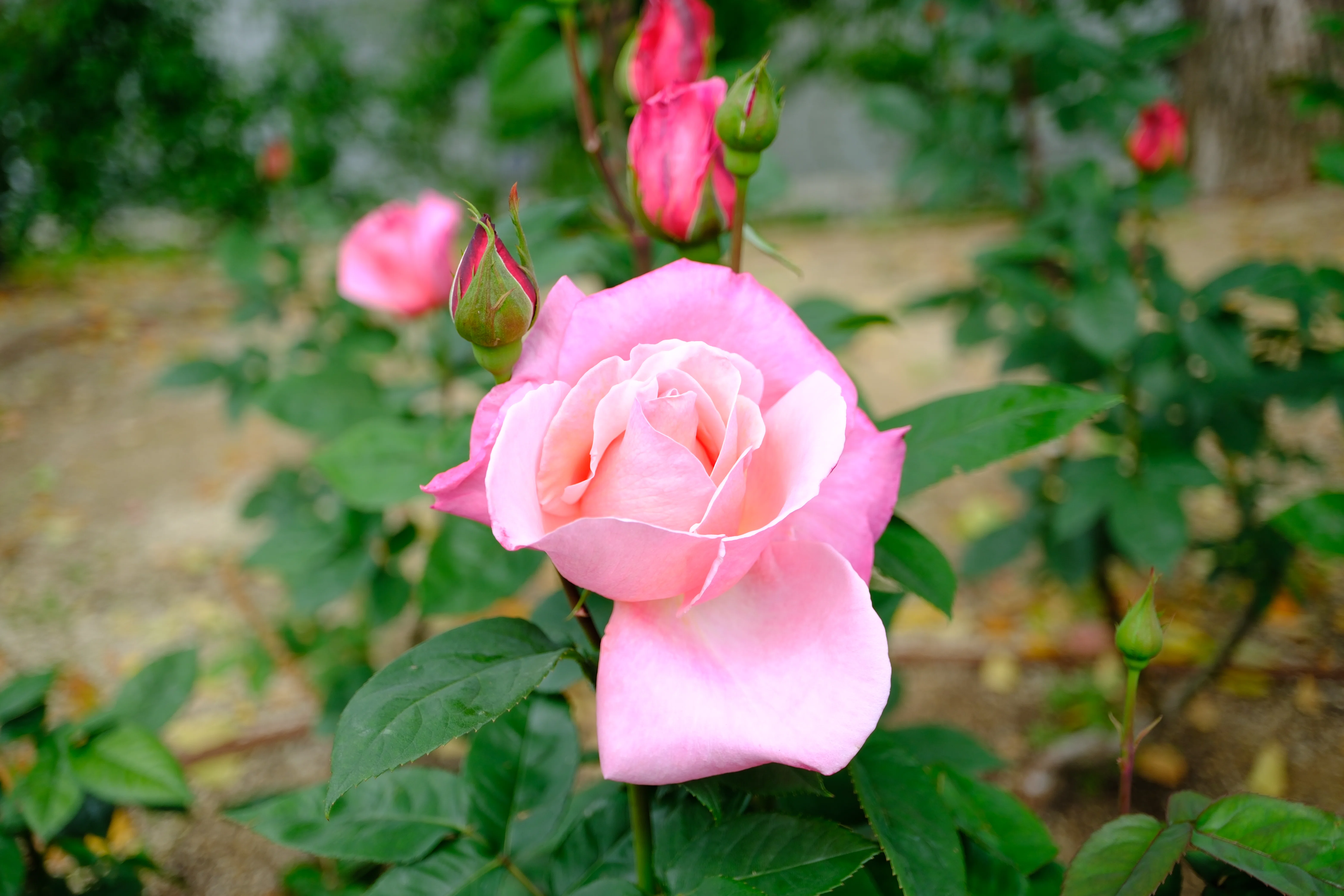 【バラ売り可】hide　写真　縦①　まとめ売り 📷X-T30III × 🌹中之島バラ園 ｜ 🇺🇸ファースト・プライズ｜ぱぽ