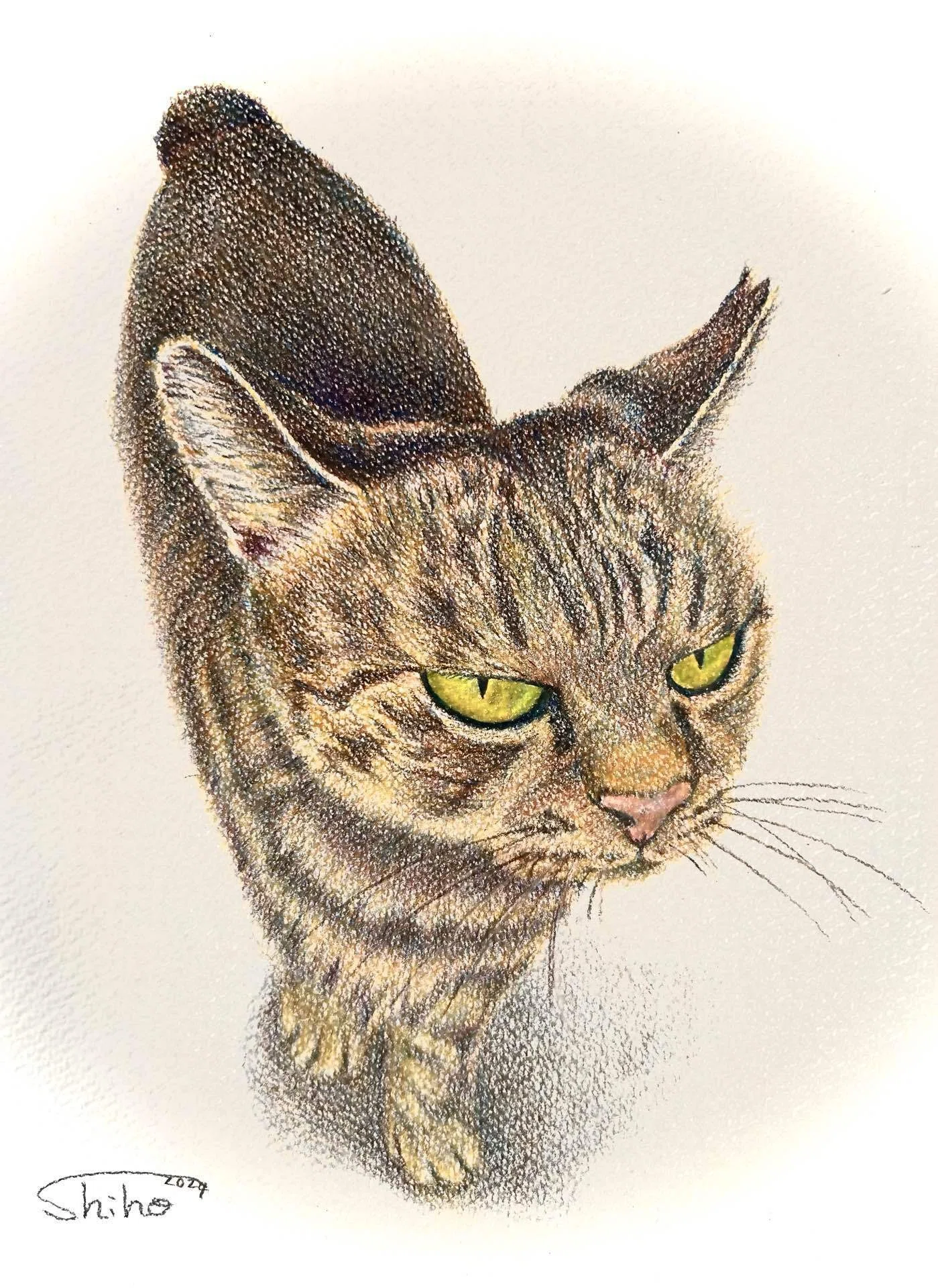ぬ。』｜悲しみの中で出会った猫｜#404美術館｜shiho【色鉛筆画】