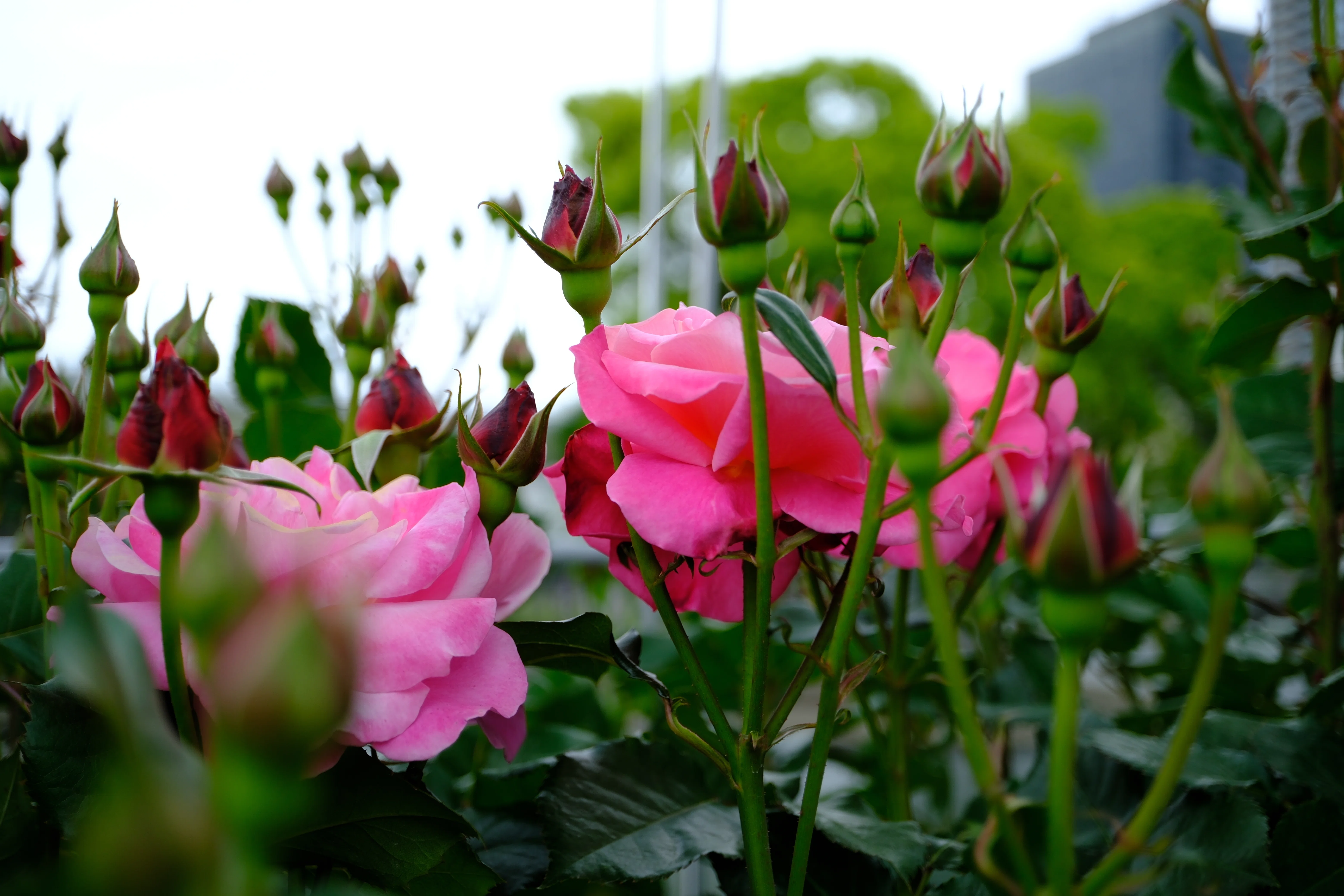 📷X-T30III × 🌹中之島バラ園 ｜ 🇯🇵プリンセス・チチブ（Princess