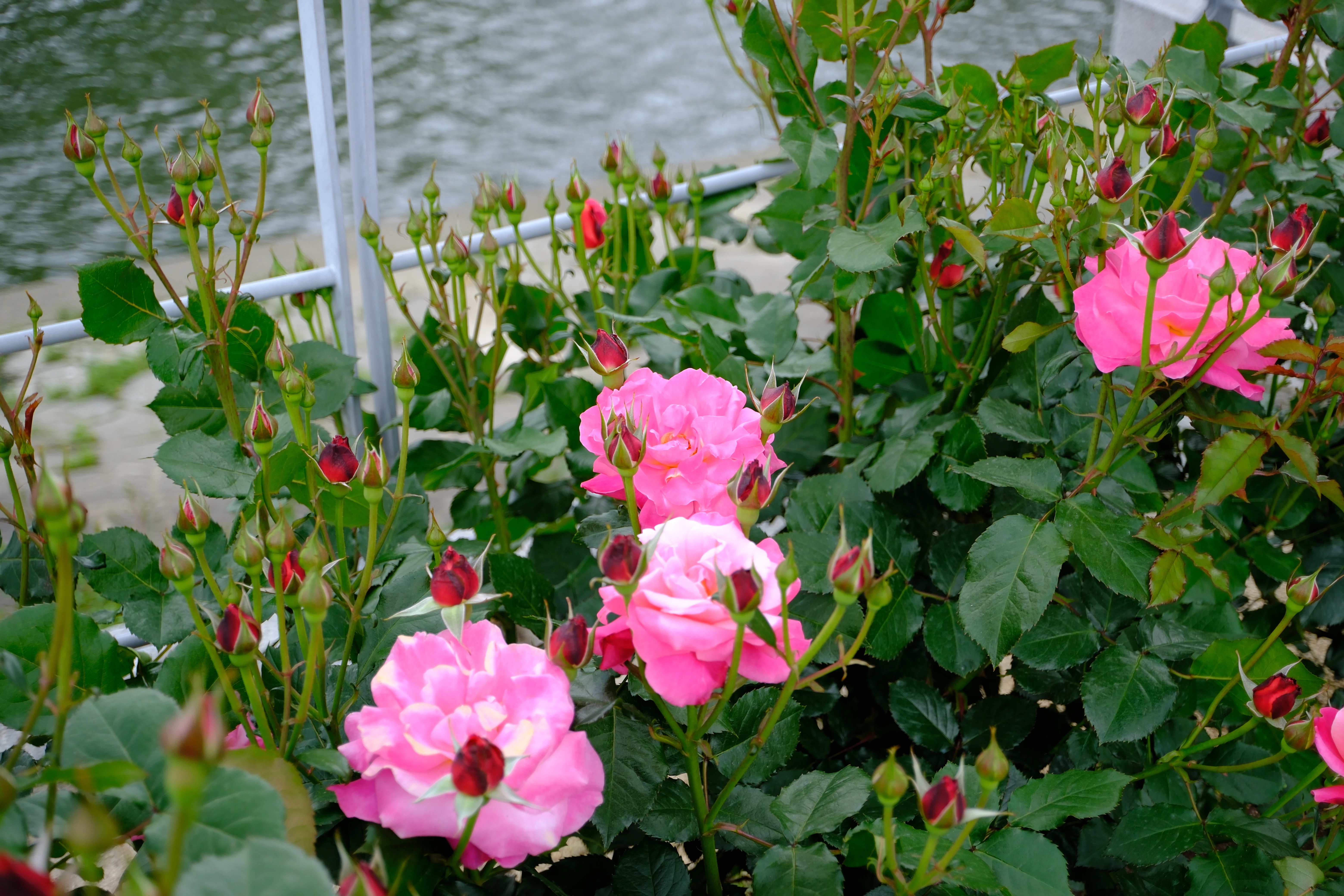 📷X-T30III × 🌹Nakanoshima Rose Garden | 🇯🇵Princess Chichibu