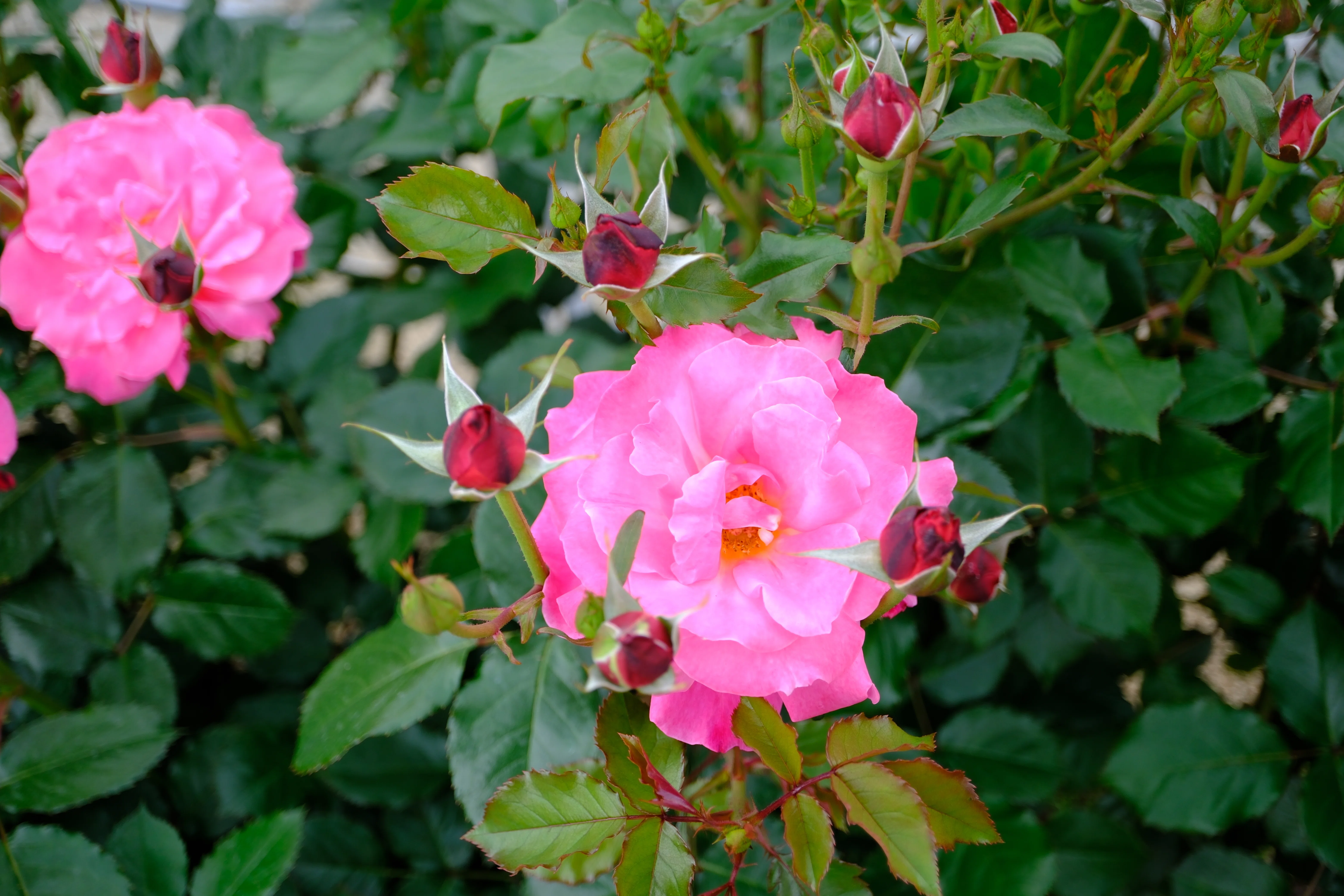 いちさま　バラ 📷X-T30III × 🌹中之島バラ園 ｜ 🇯🇵プリンセス・チチブ（Princess