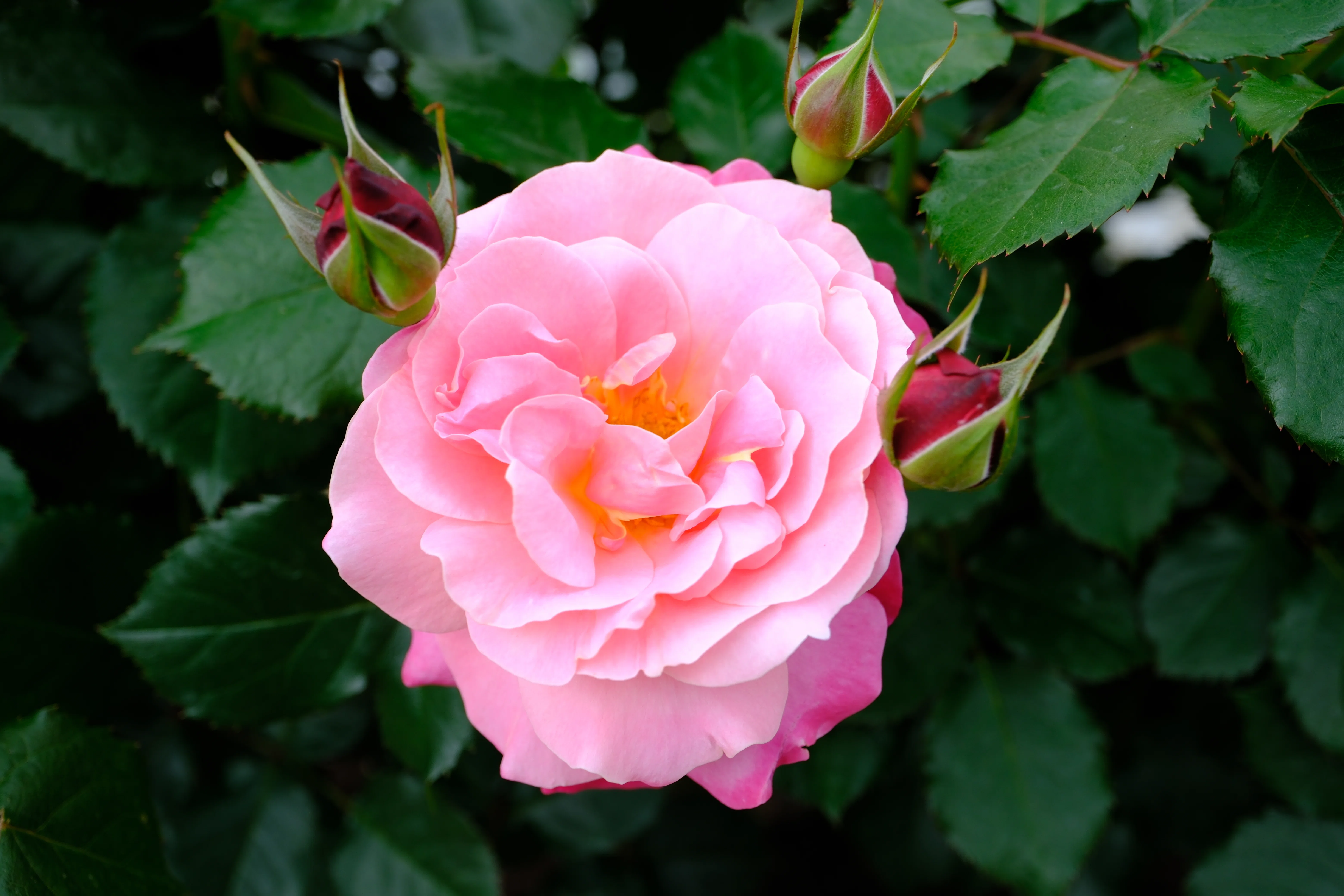 📷X-T30III × 🌹Nakanoshima Rose Garden | 🇯🇵Princess Chichibu