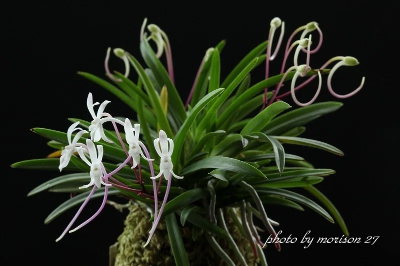 富貴蘭 万華鏡 細葉 富貴蘭「紅 鏡」の花（過去の画像倉庫から）｜KJ Morison