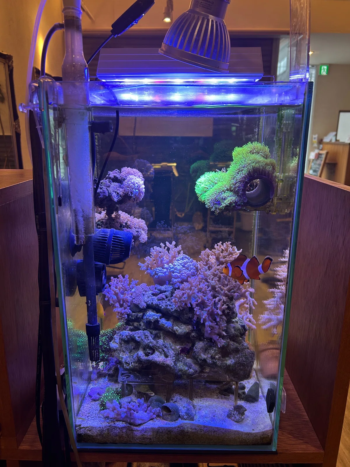 How to Change Water in a Saltwater Tank [Frequency, Procedure, and Time ...
