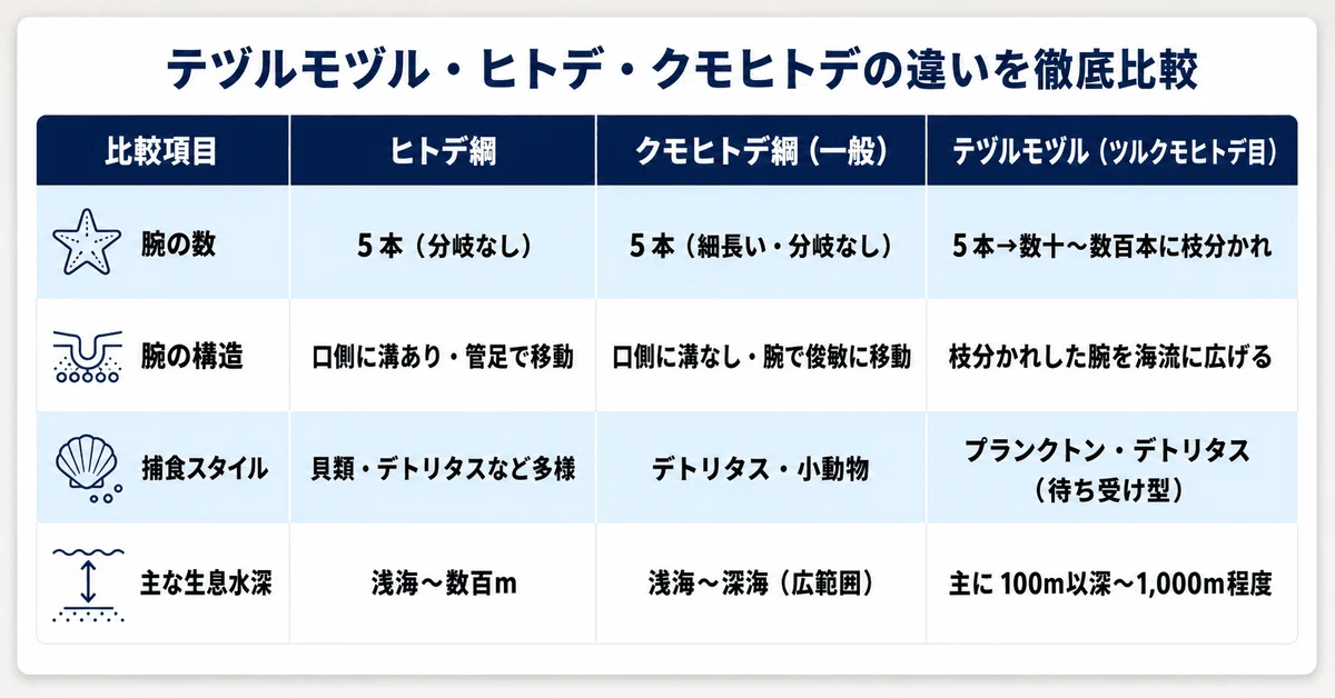 テヅルモヅル・ヒトデ・クモヒトデの腕の数・構造・捕食スタイル・生息水深を比較した一覧表。棘皮動物の違いをわかりやすく整理した図解
