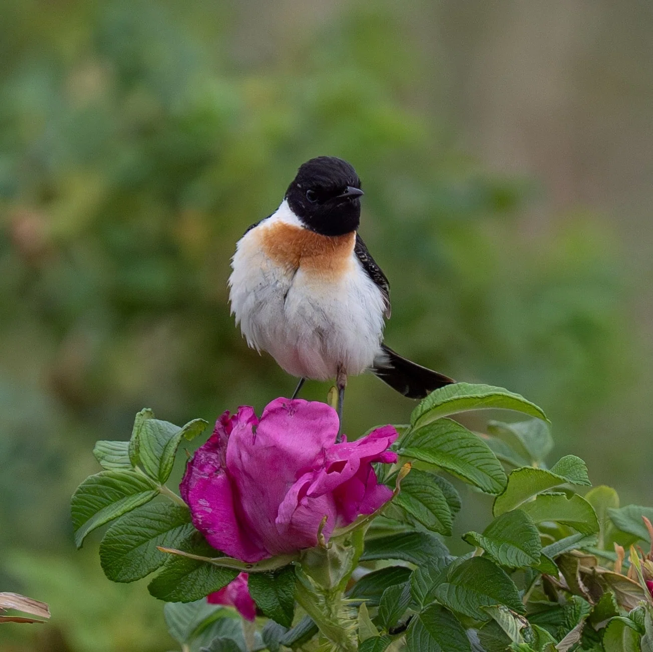 FE 100-400mm F4.5 GM OSSで野鳥撮影 飛翔編｜TOLIMAN Hondα