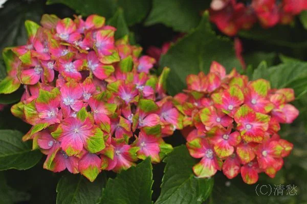 花菖蒲＞須磨離宮公園｜清愁