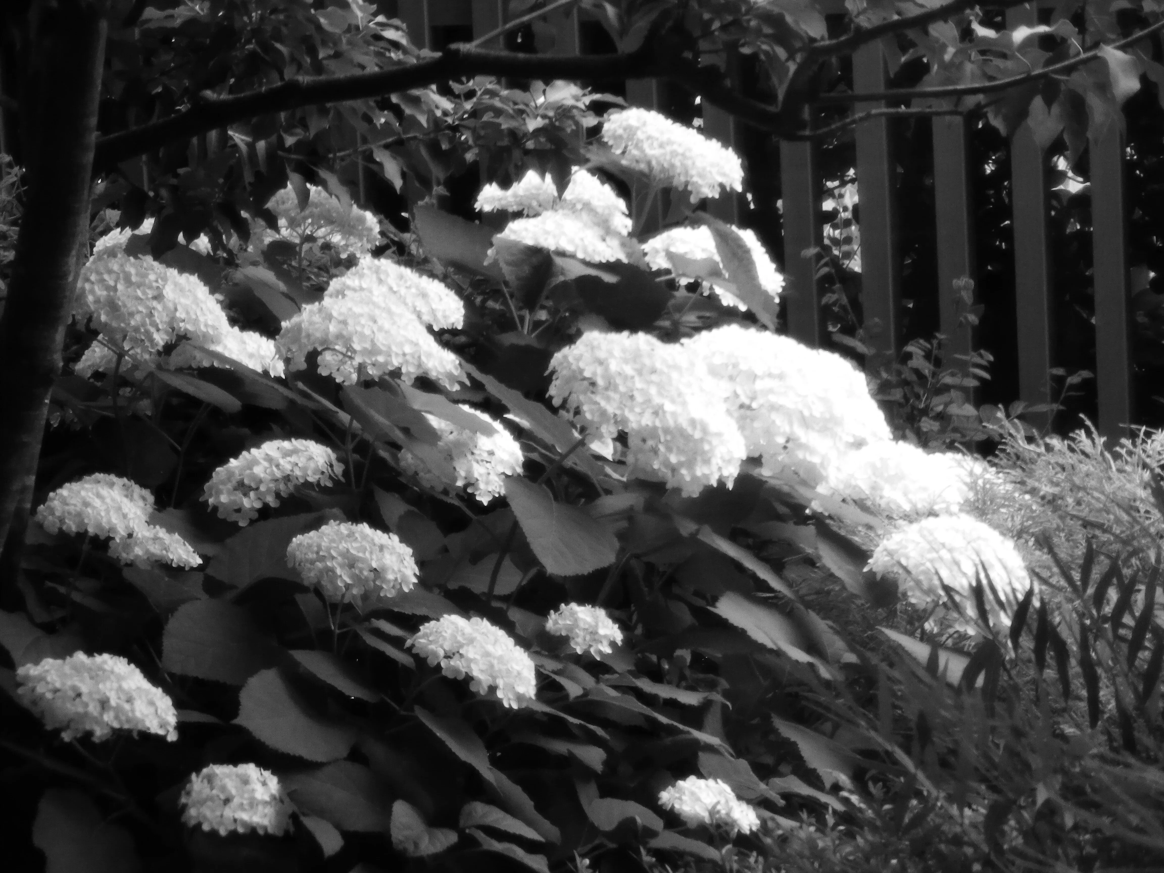 写実モノクロ画少女と紫陽花 紫陽花、そしてその他の花｜joel schroeder