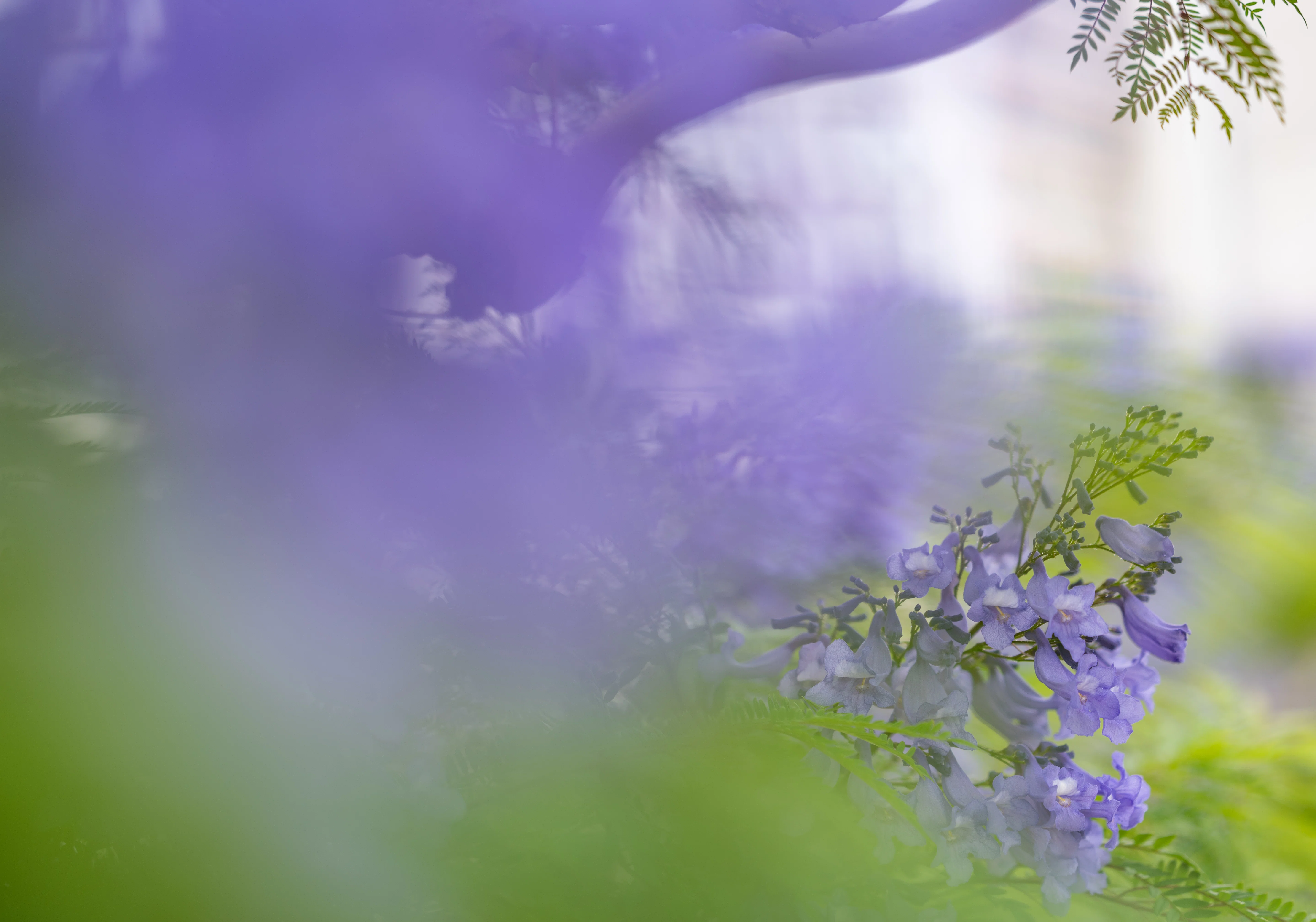 ぴ*ろ様 ジャカランダ ジャカランダを見に熱海に：Nikon Z5ii｜@infinity.909