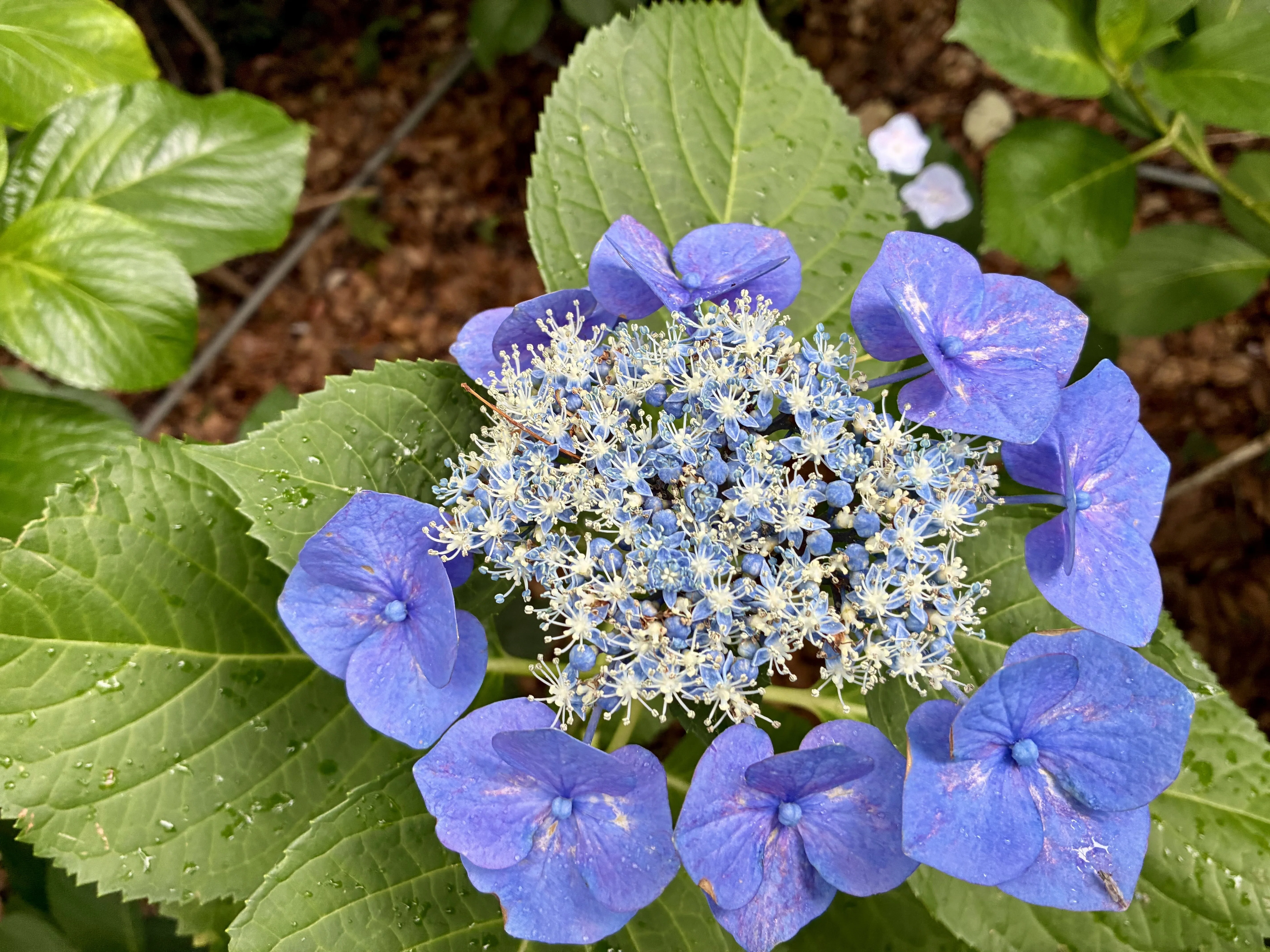 紫陽花の神社行きますか？｜ぐこ