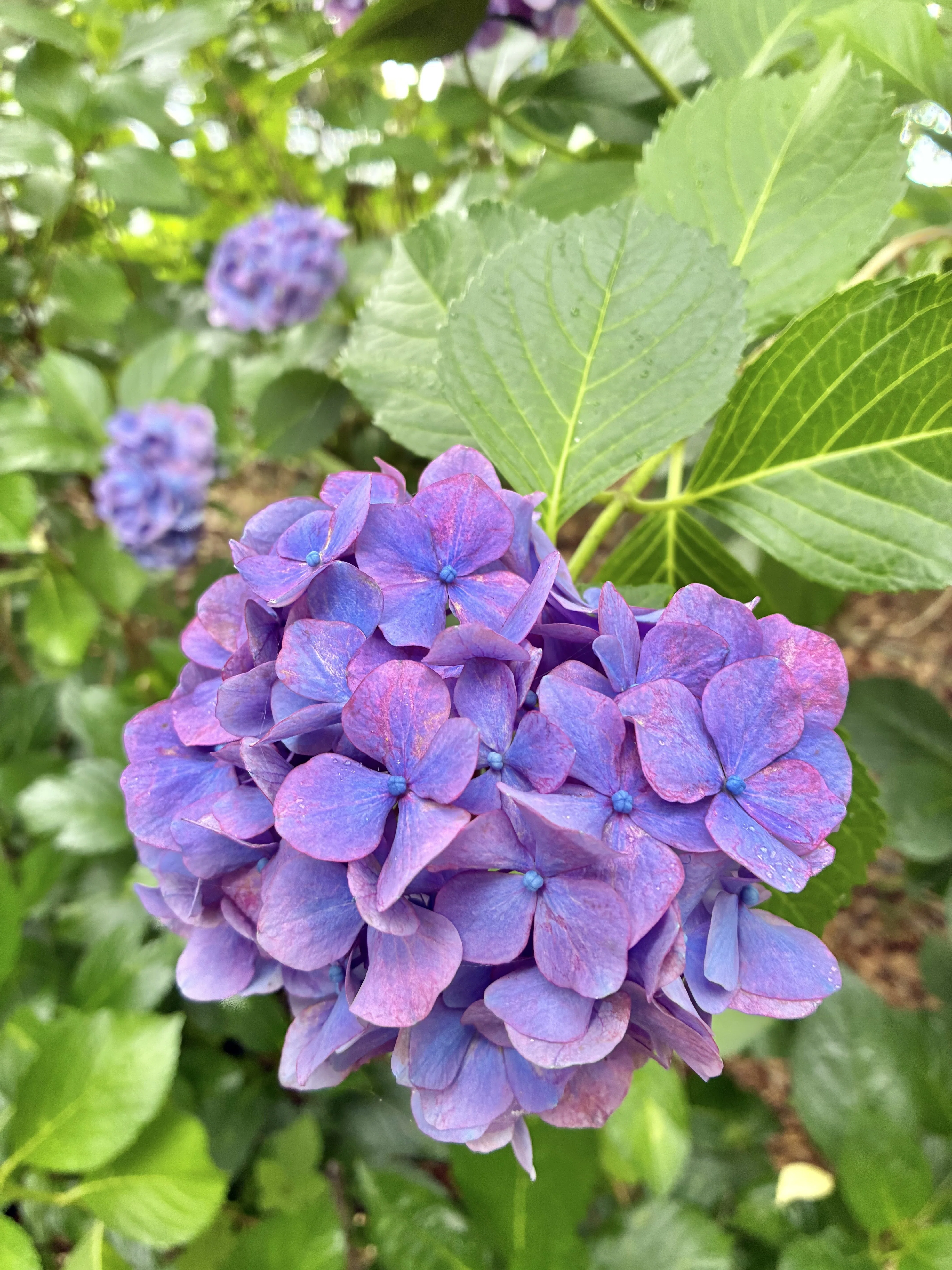 紫陽花の神社行きますか？｜ぐこ
