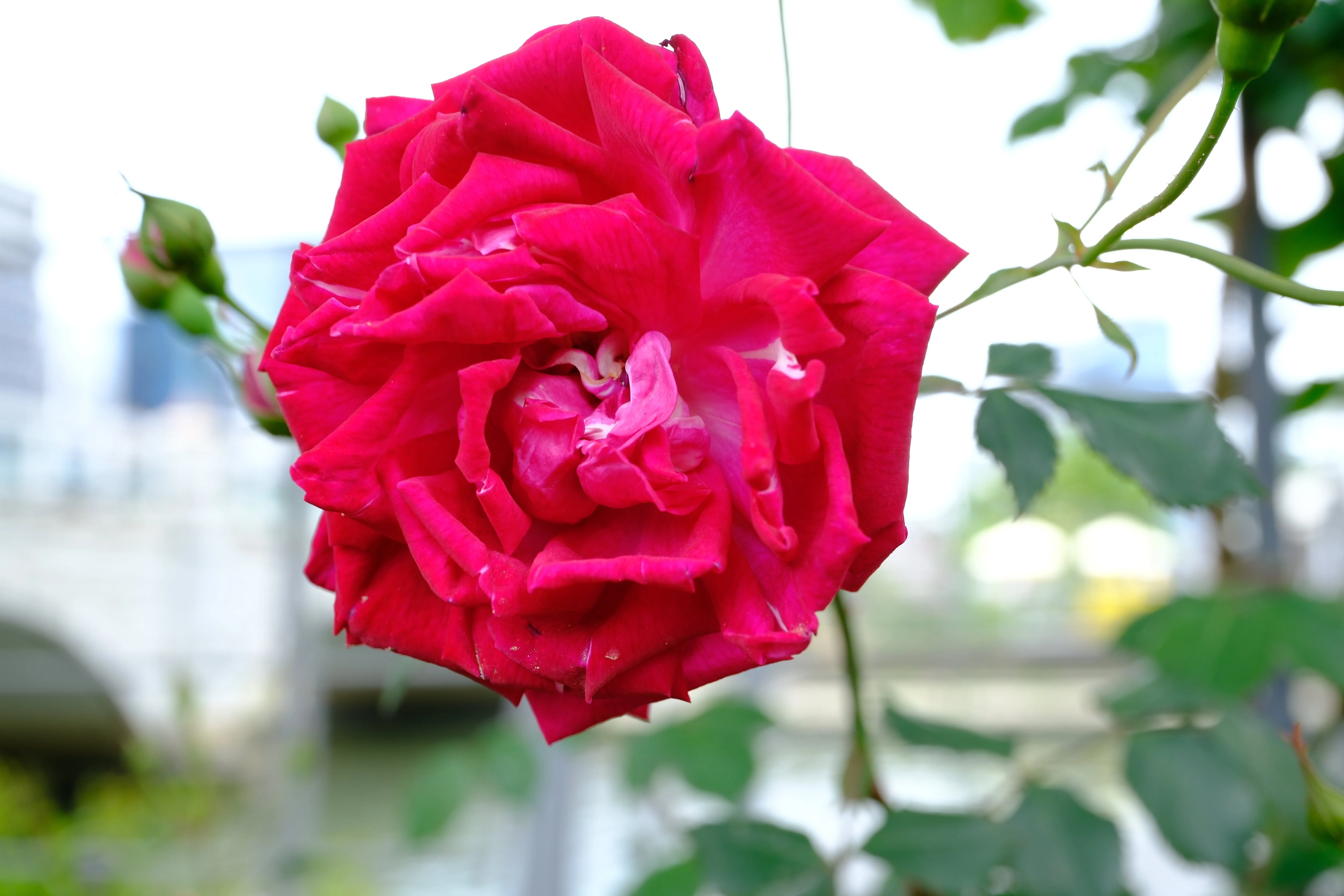 📷X-T30III × 🌹中之島バラ園 ｜ 🇨🇳スレイターズ・クリムゾン