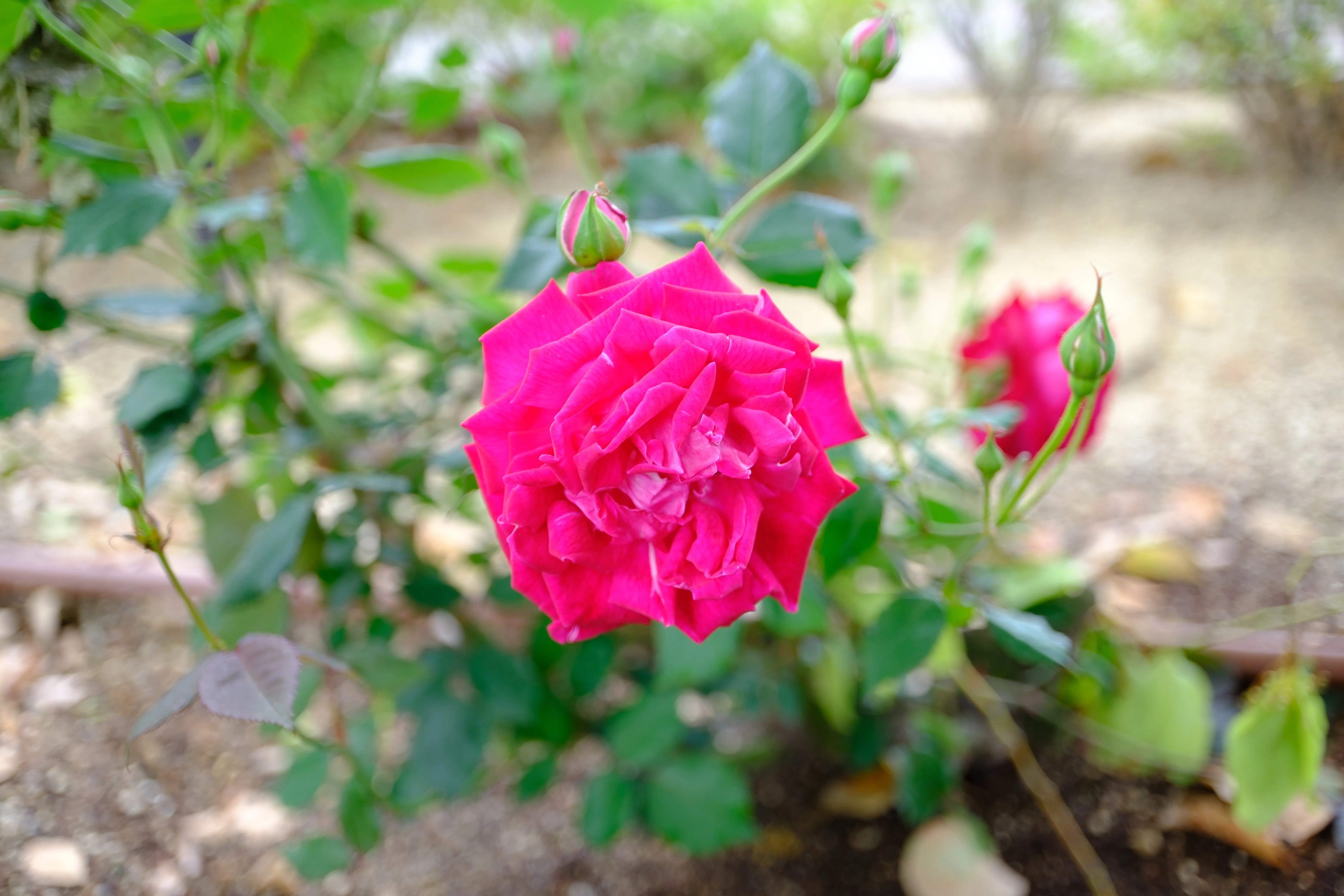 📷X-T30III × 🌹中之島バラ園 ｜ 🇨🇳スレイターズ・クリムゾン