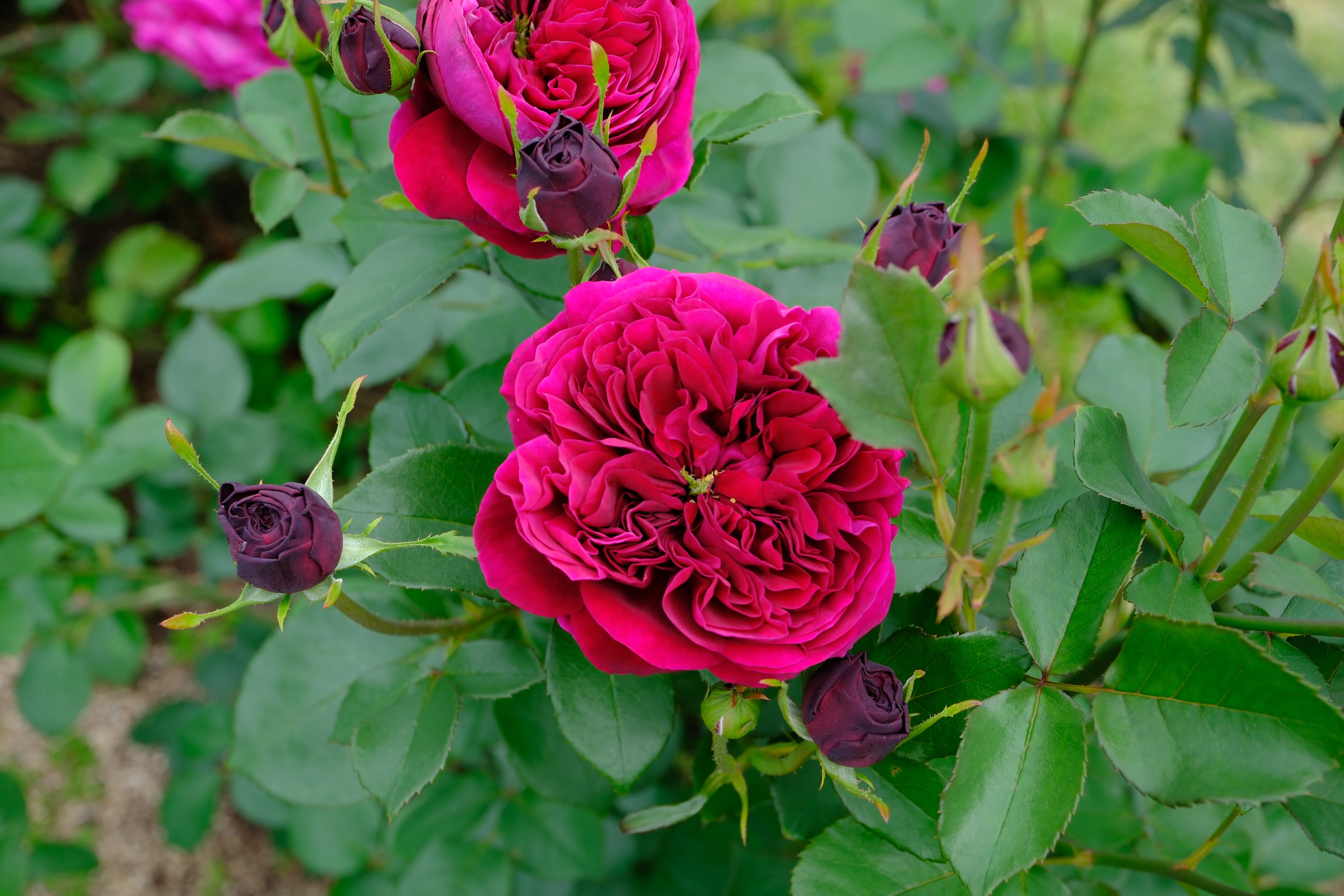 📷X-T30III × 🌹中之島バラ園 ｜ 🇬🇧ザ・プリンス（The Prince