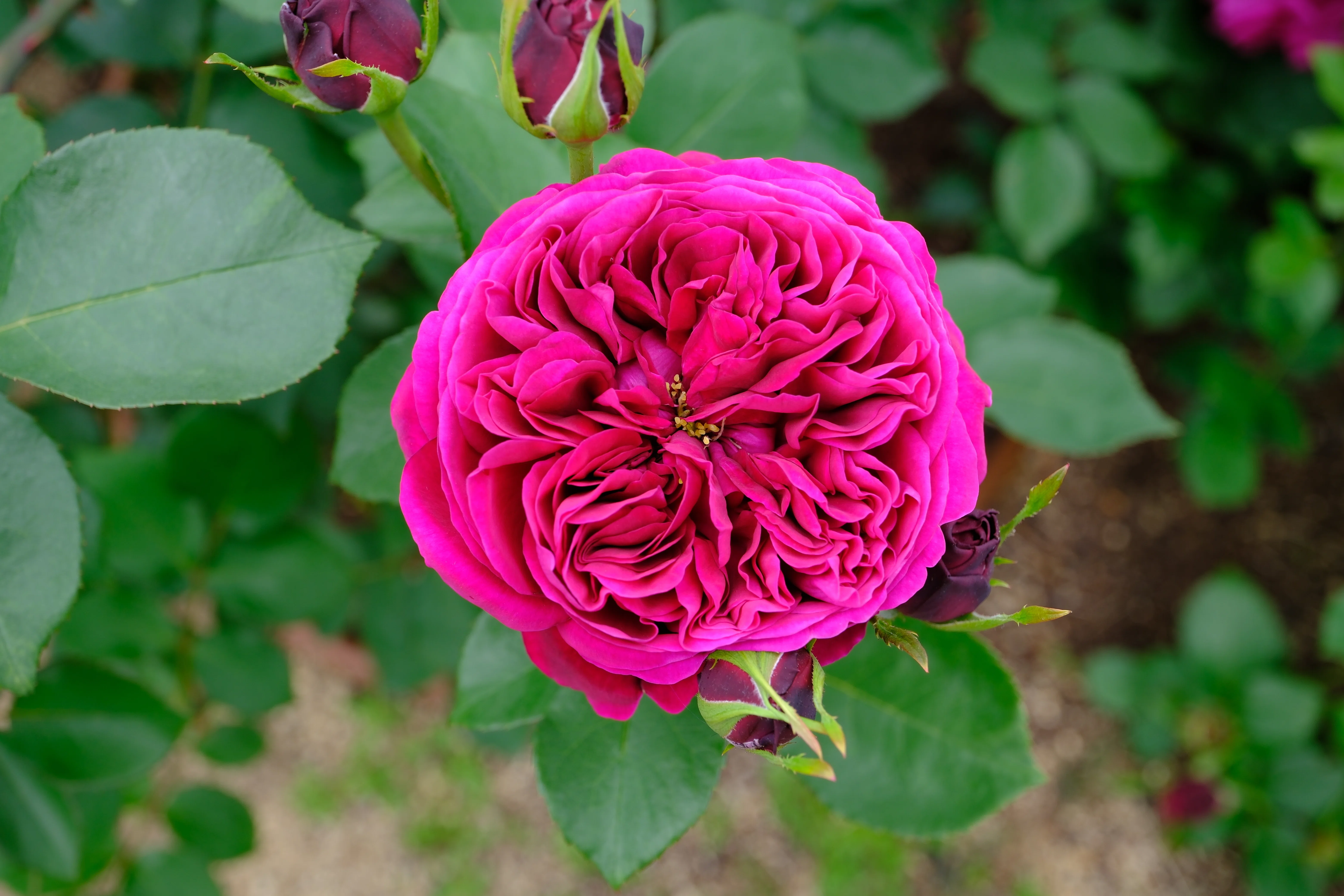 📷X-T30III × 🌹中之島バラ園 ｜ 🇬🇧ザ・プリンス（The Prince