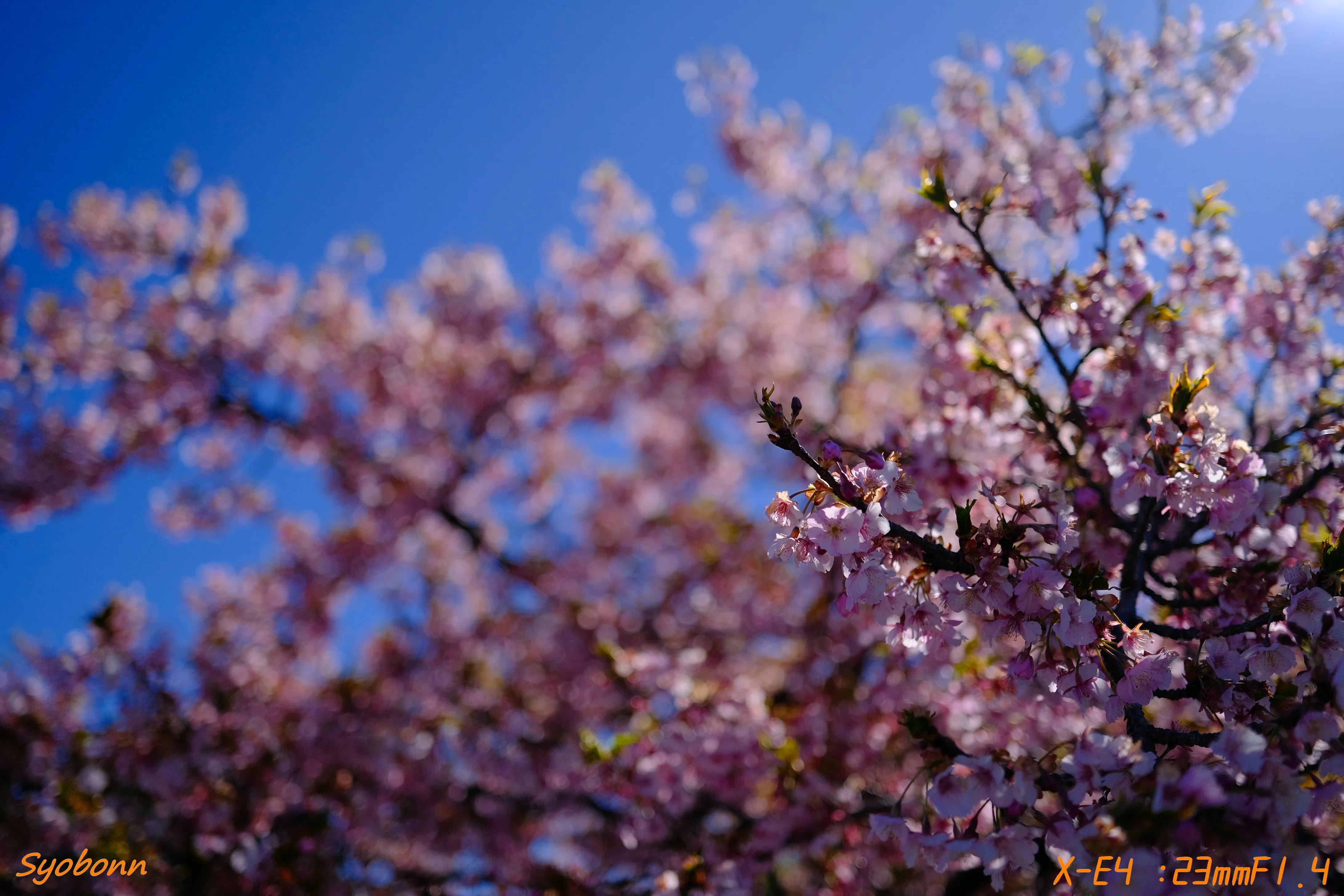河津桜をXF90mmで #209_2603｜(´・ω・｀)
