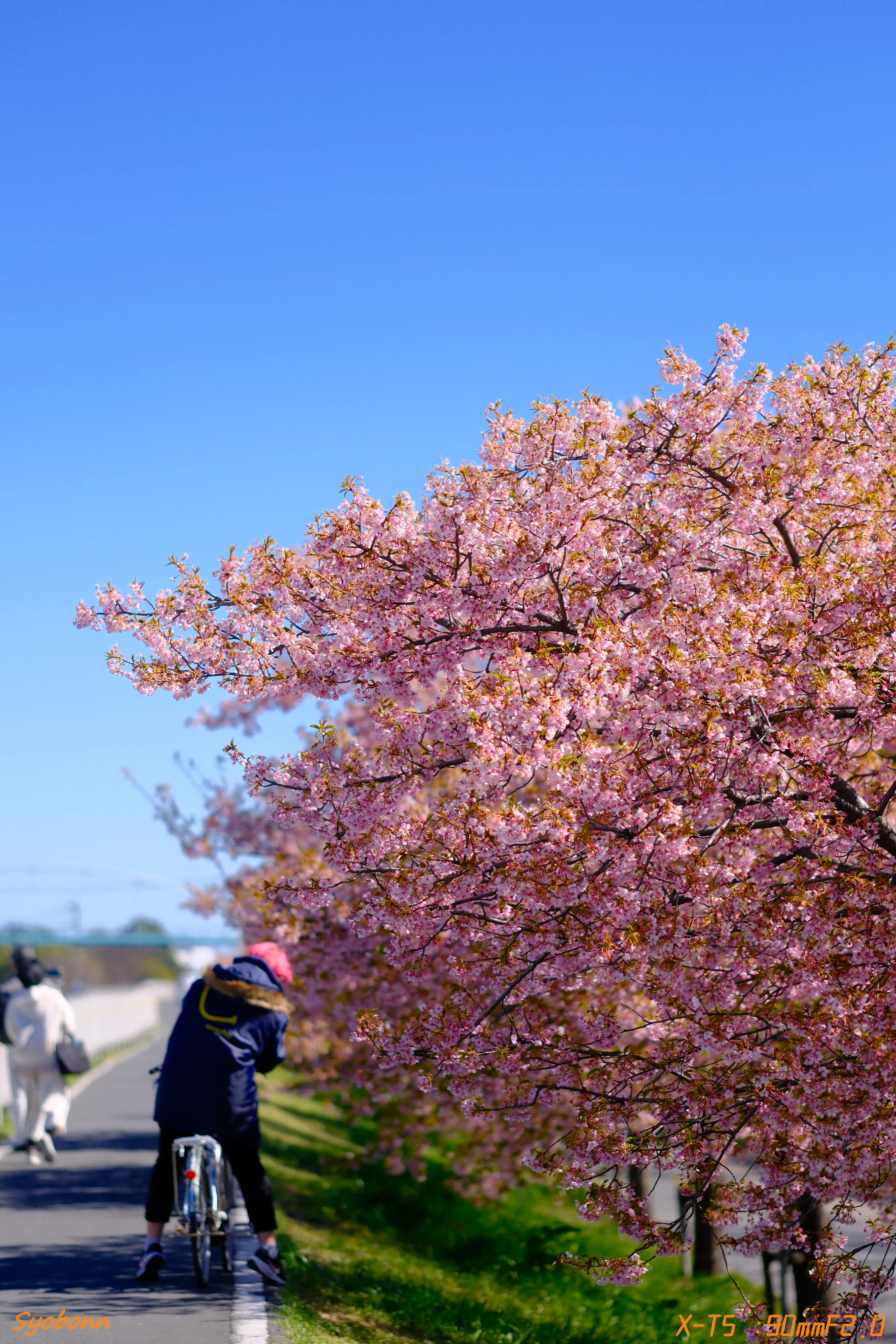 河津桜をXF90mmで #209_2603｜(´・ω・｀)