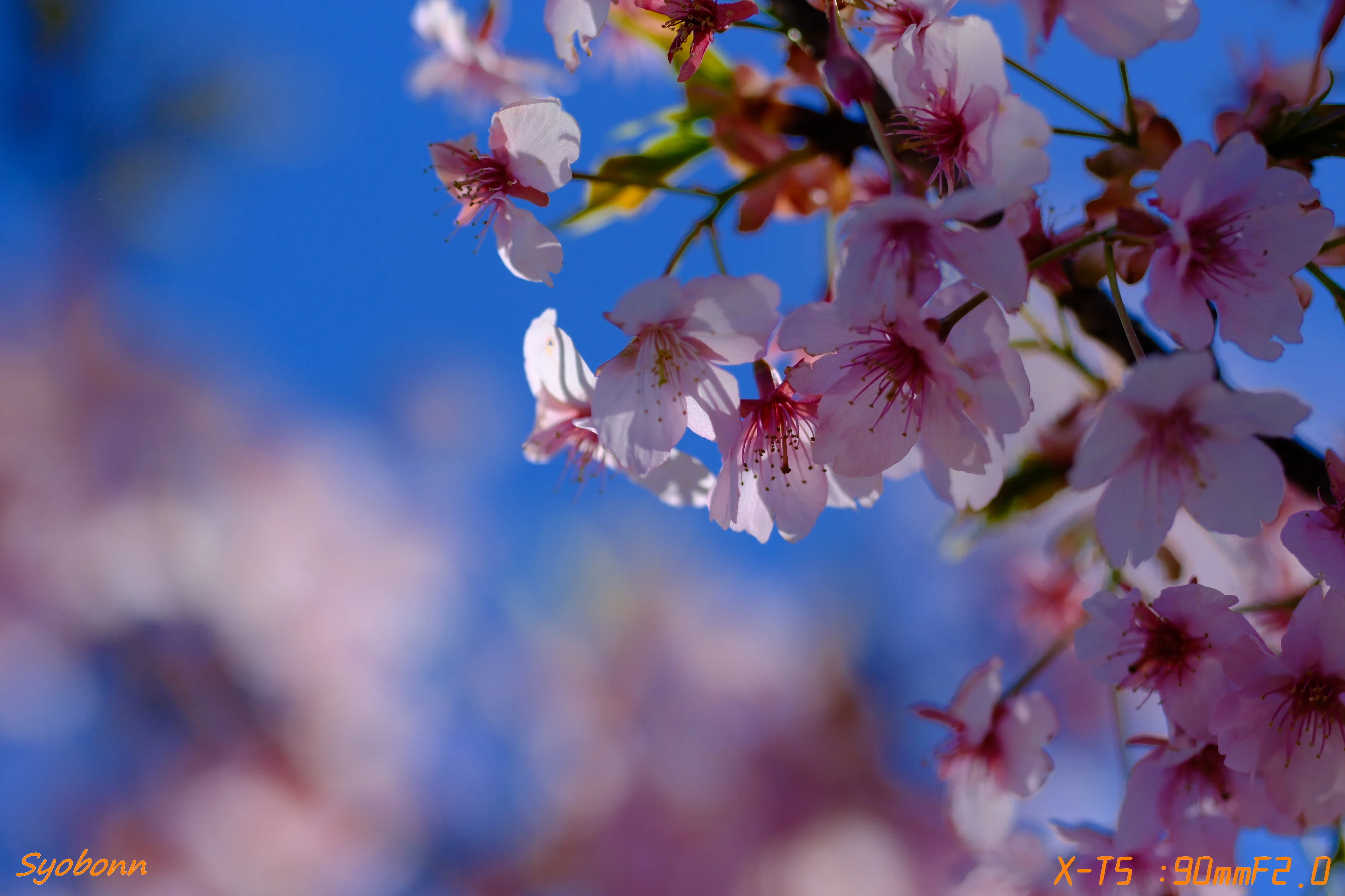 河津桜をXF90mmで #209_2603｜(´・ω・｀)