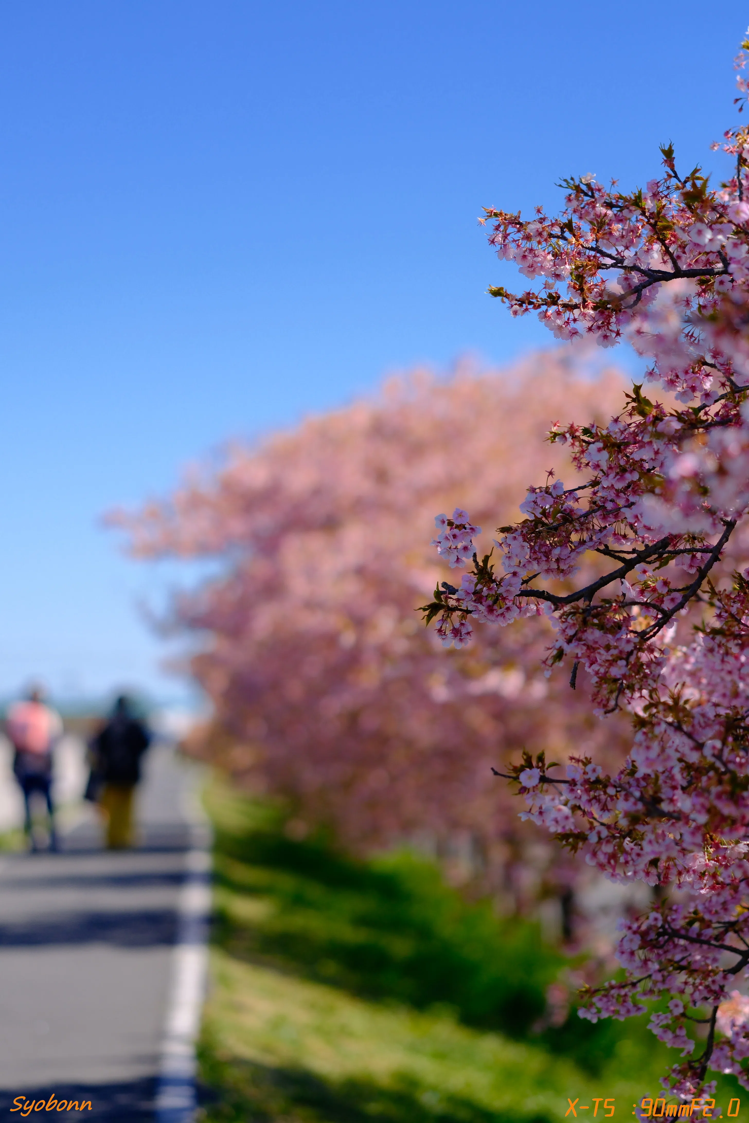 桜写真 河津桜をXF90mmで #209_2603｜(´・ω・｀)