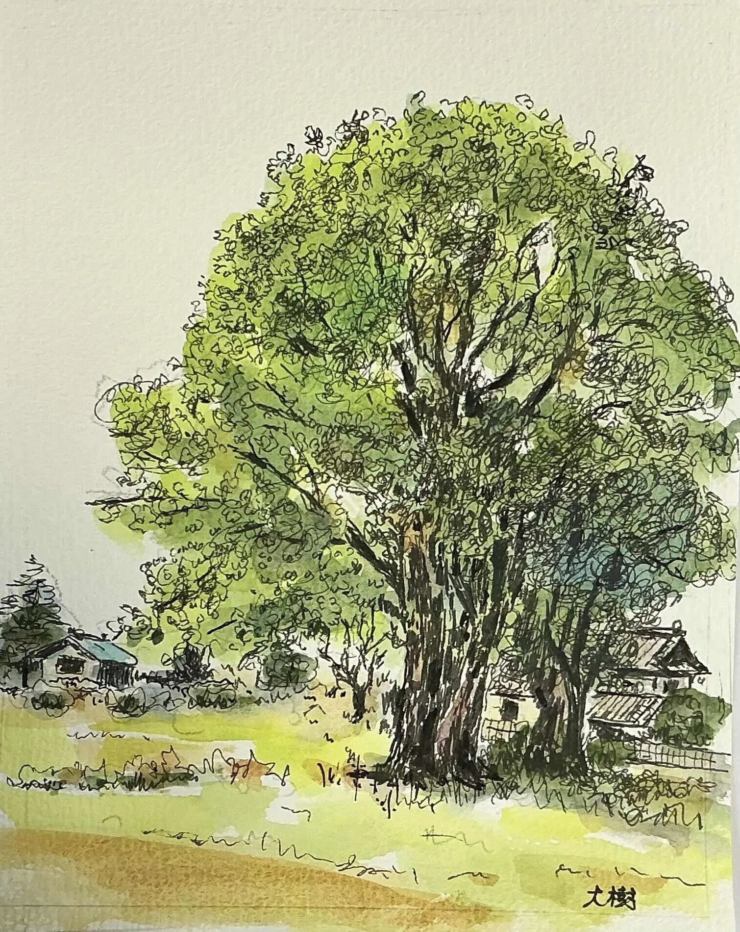大樹」を2点描きました｜水彩スケッチ帖