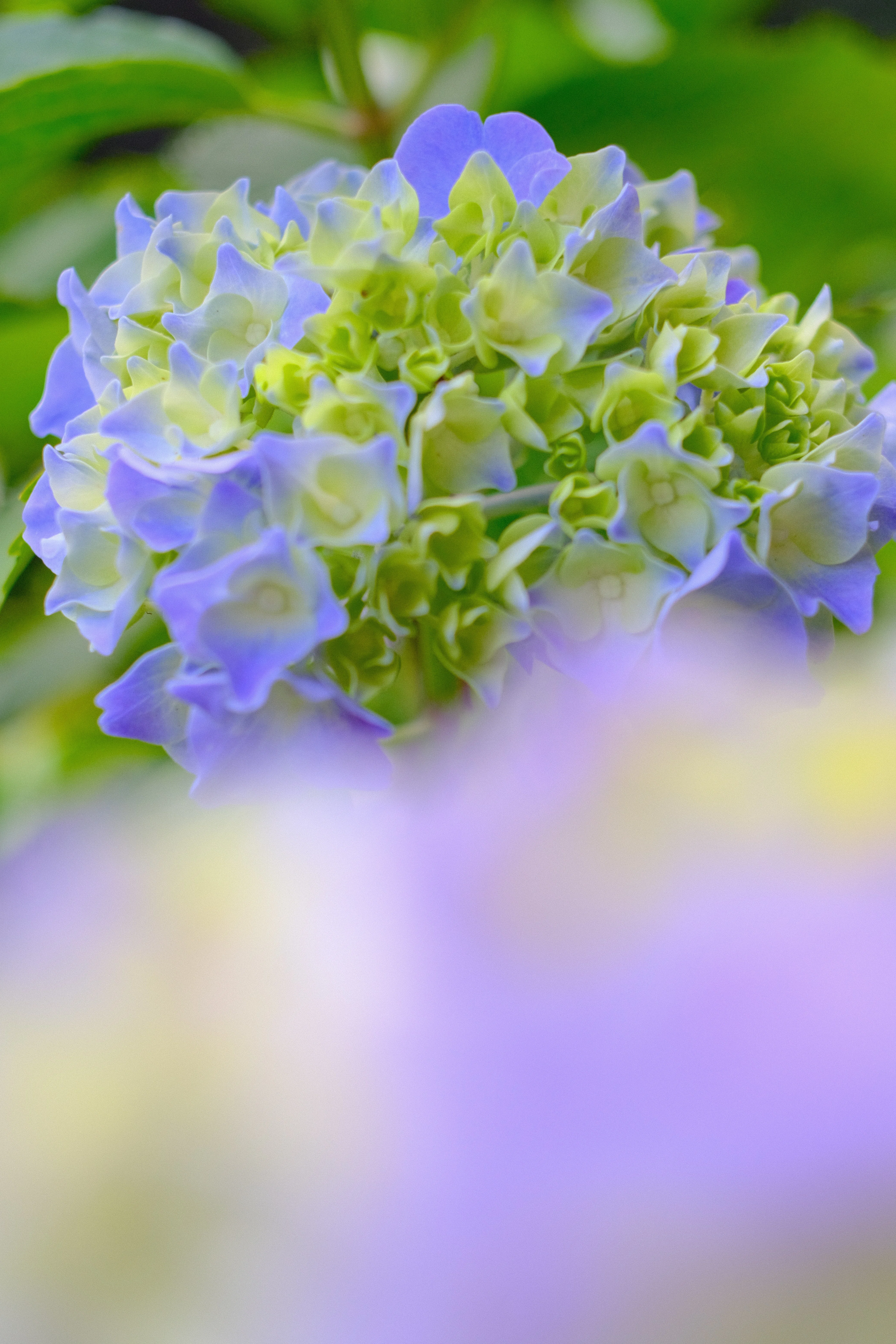 GT-Rで行く、下田あじさい園｜FLEKTOGONで迫る紫陽花の魅力｜SFj1966